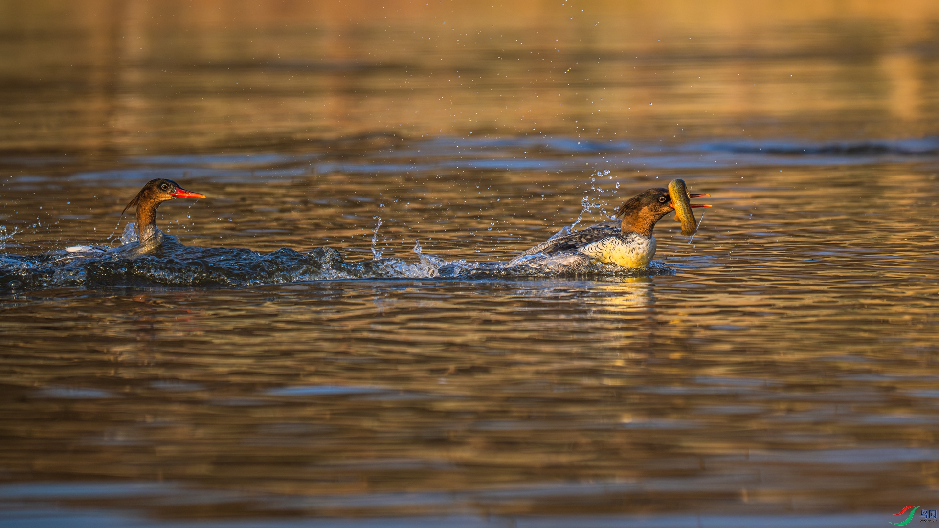 DSC_5501-1_����.jpg