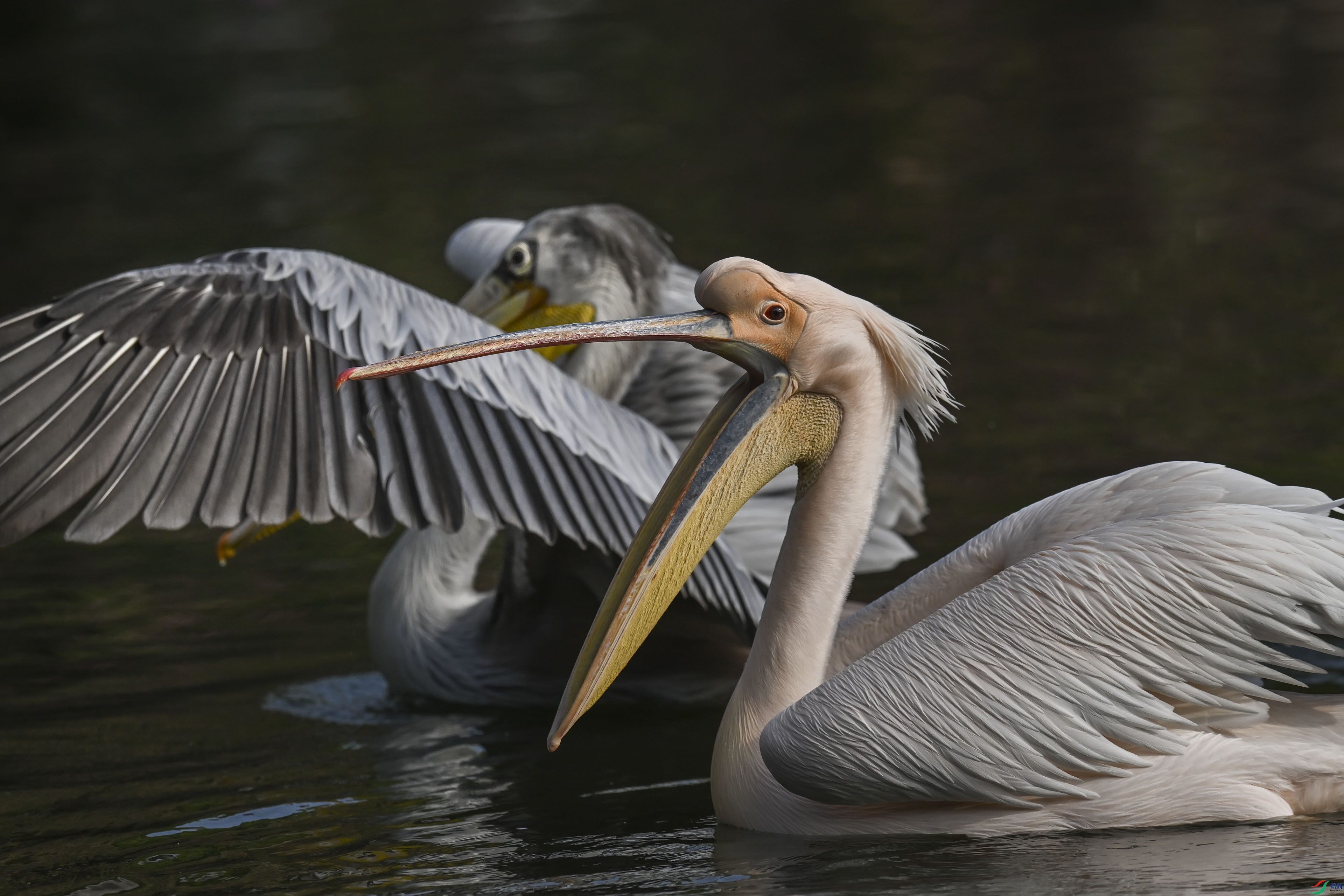 DSC_0136.jpg
