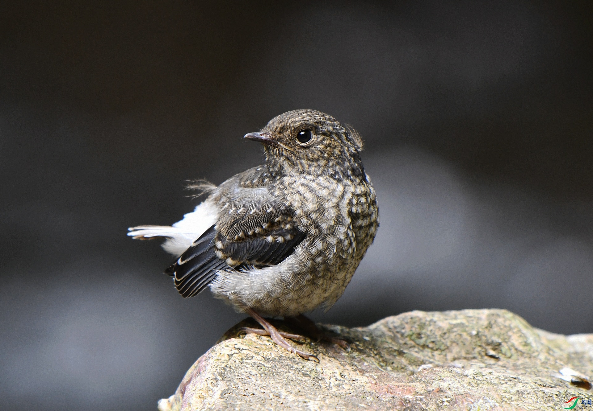 DSC_8437.jpg