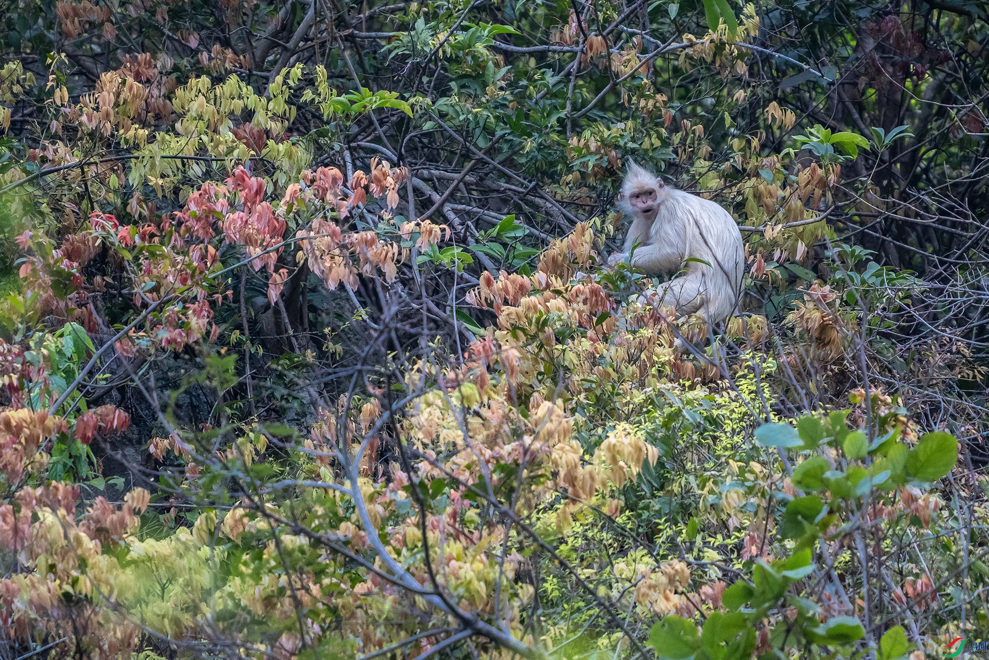 DSC06780 ����a.jpg