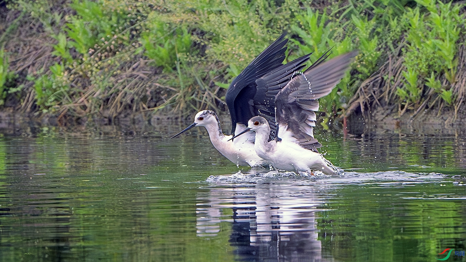 DSC_0957-����ǿ-NR ����.jpg