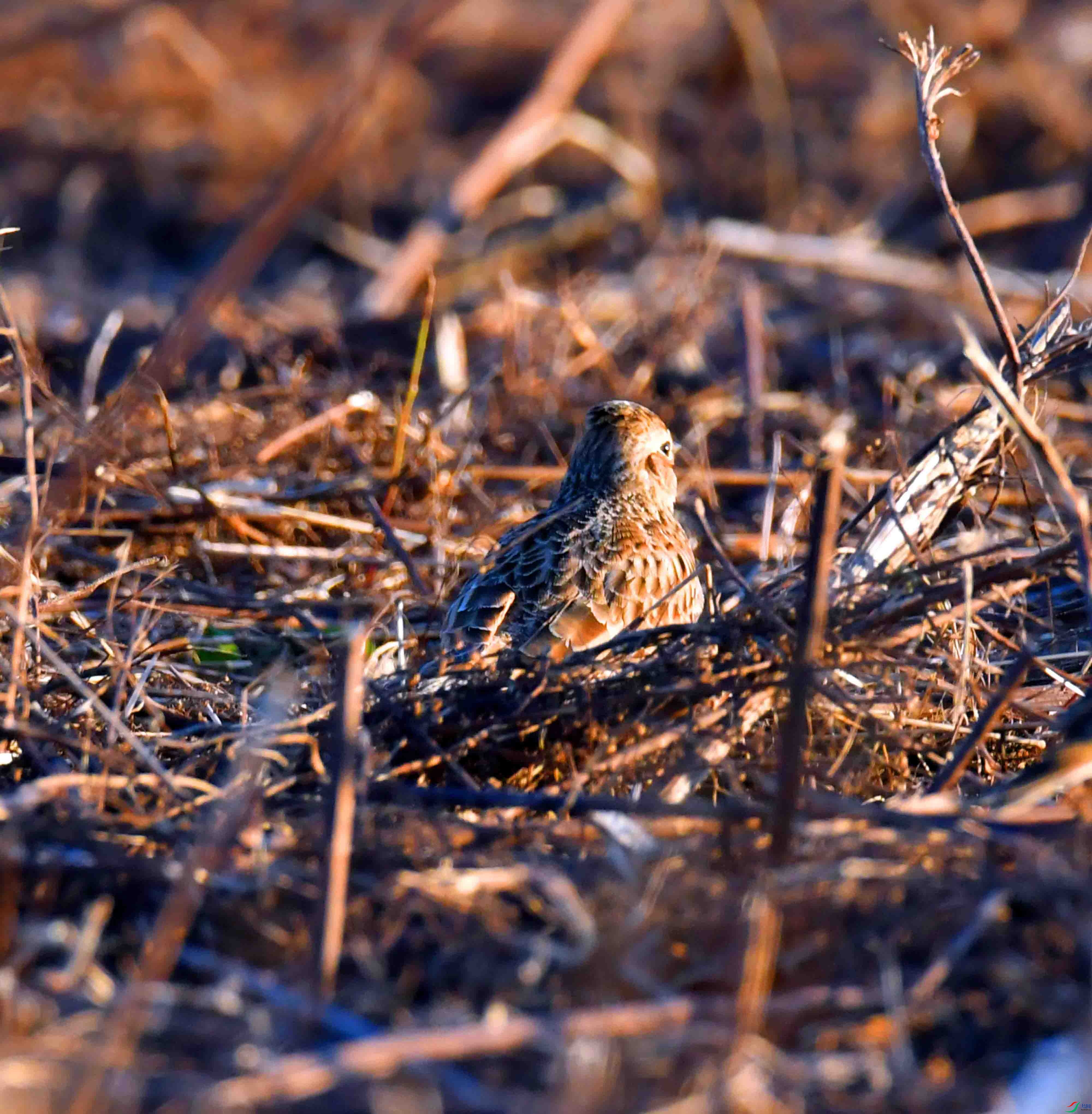 DSC_3245.JPG