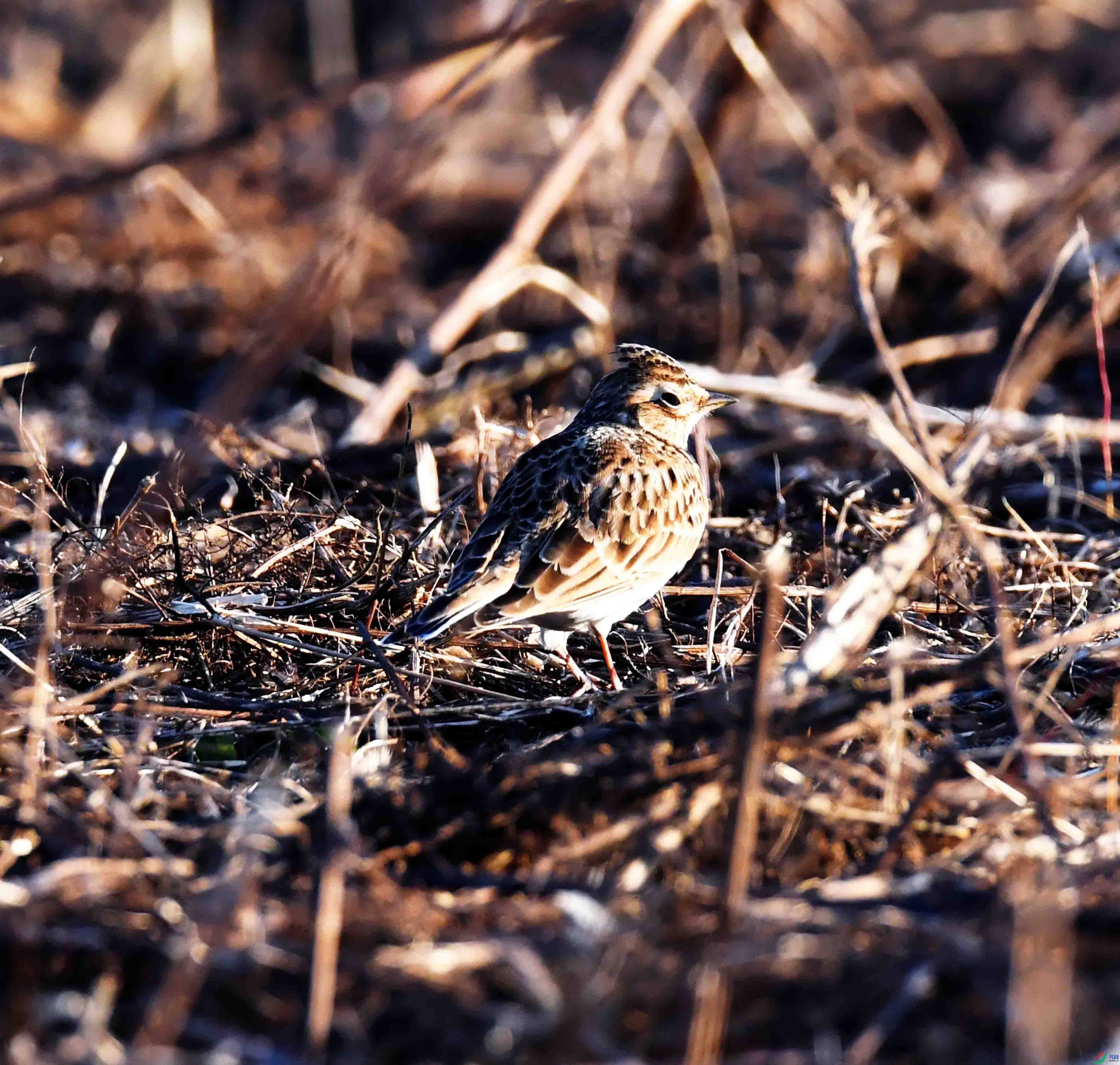 DSC_3253.JPG