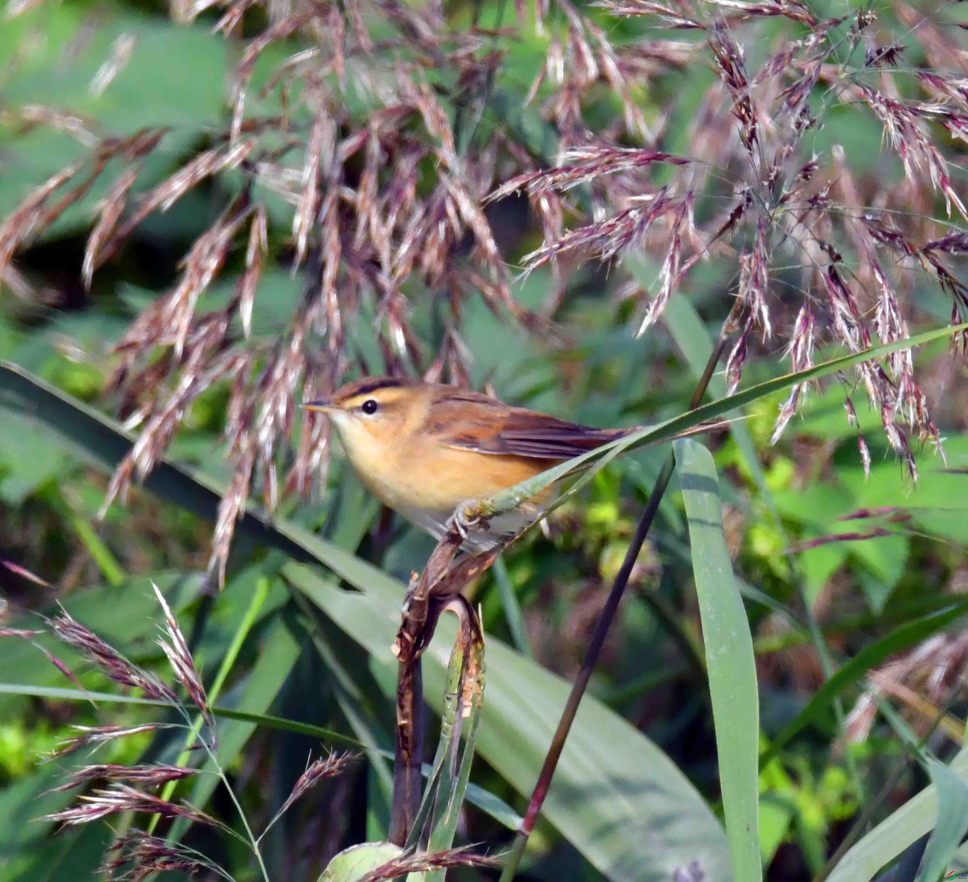 DSC_6729.JPG