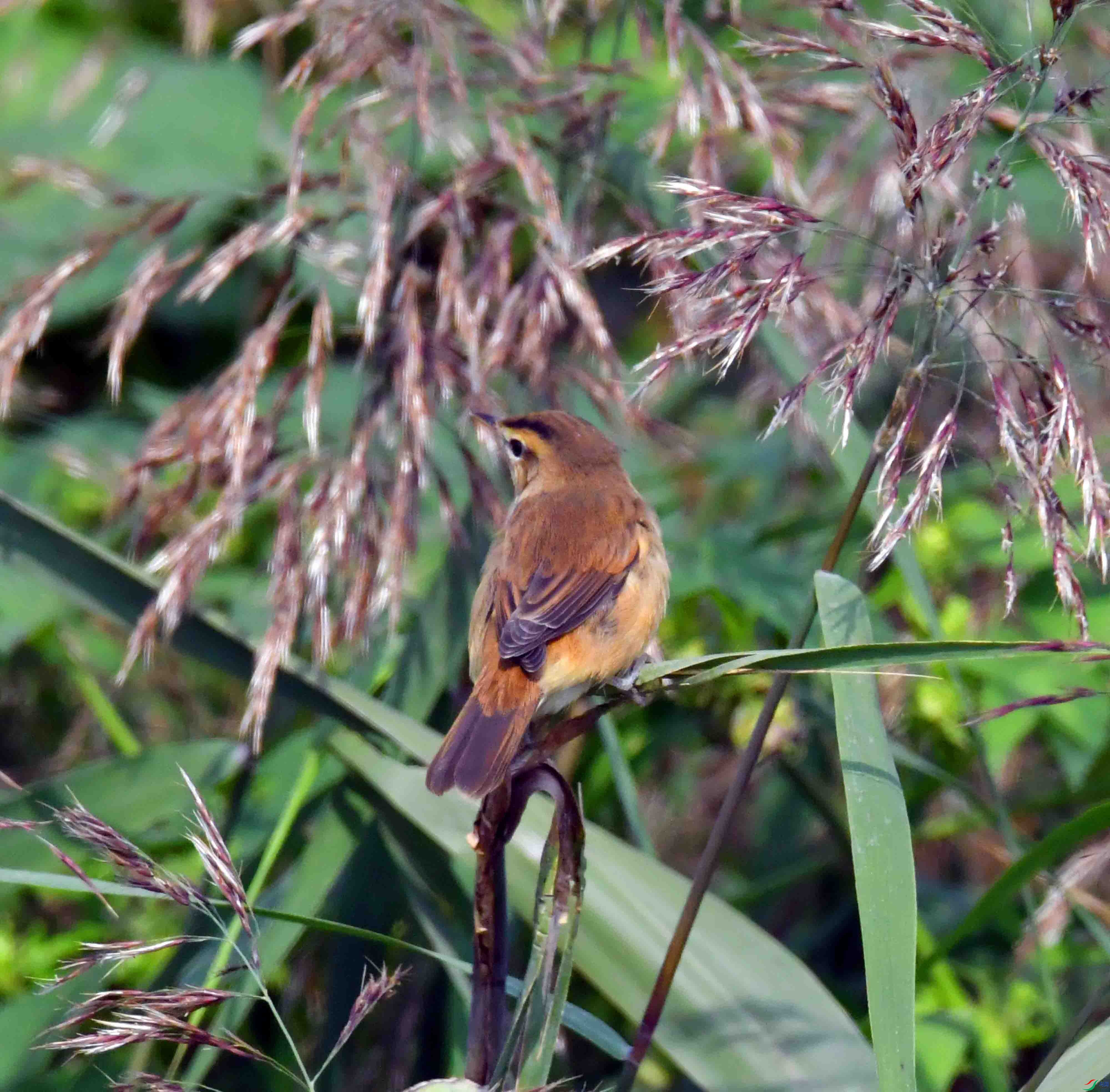 DSC_6727.JPG
