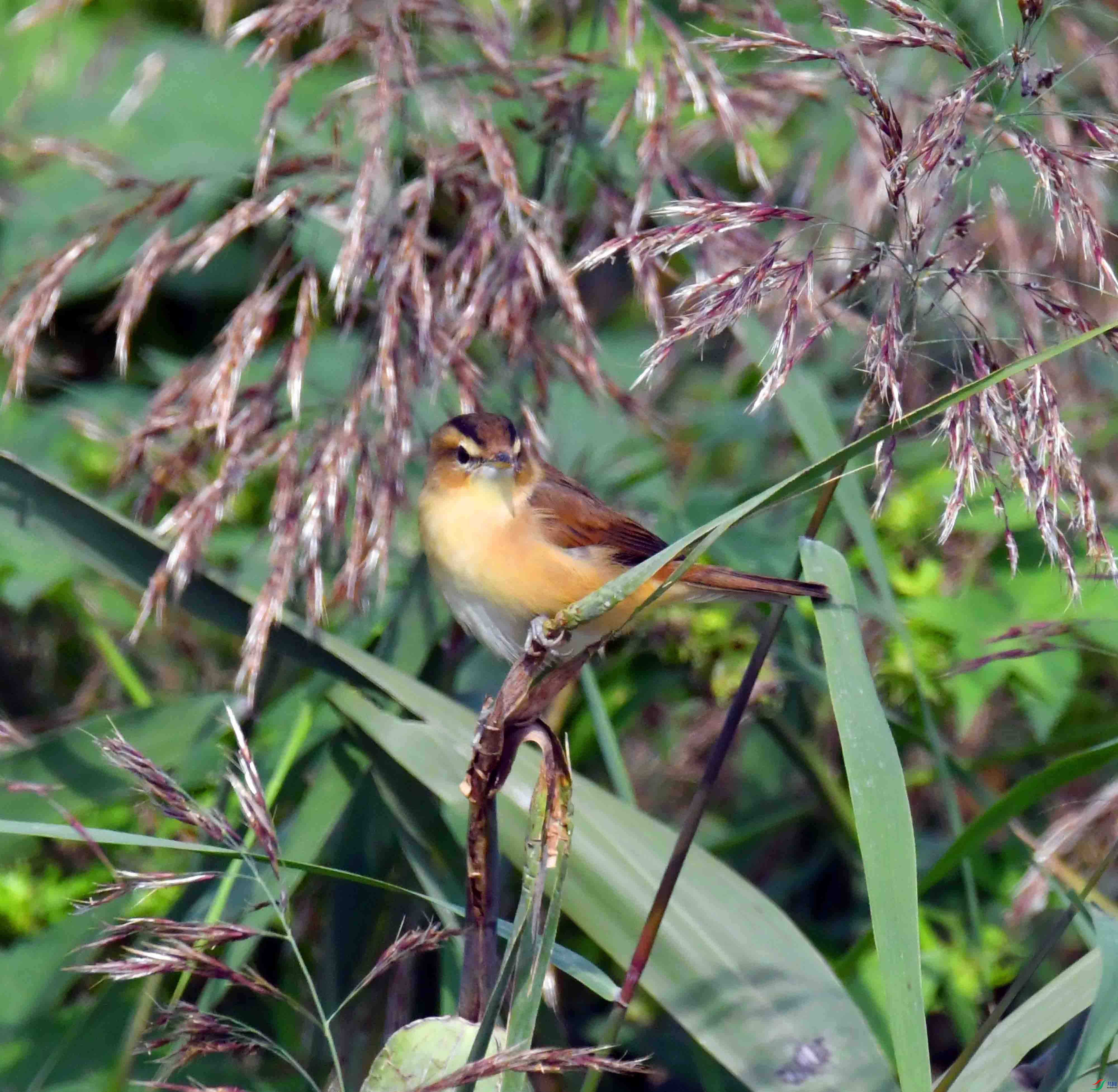 DSC_6738.JPG