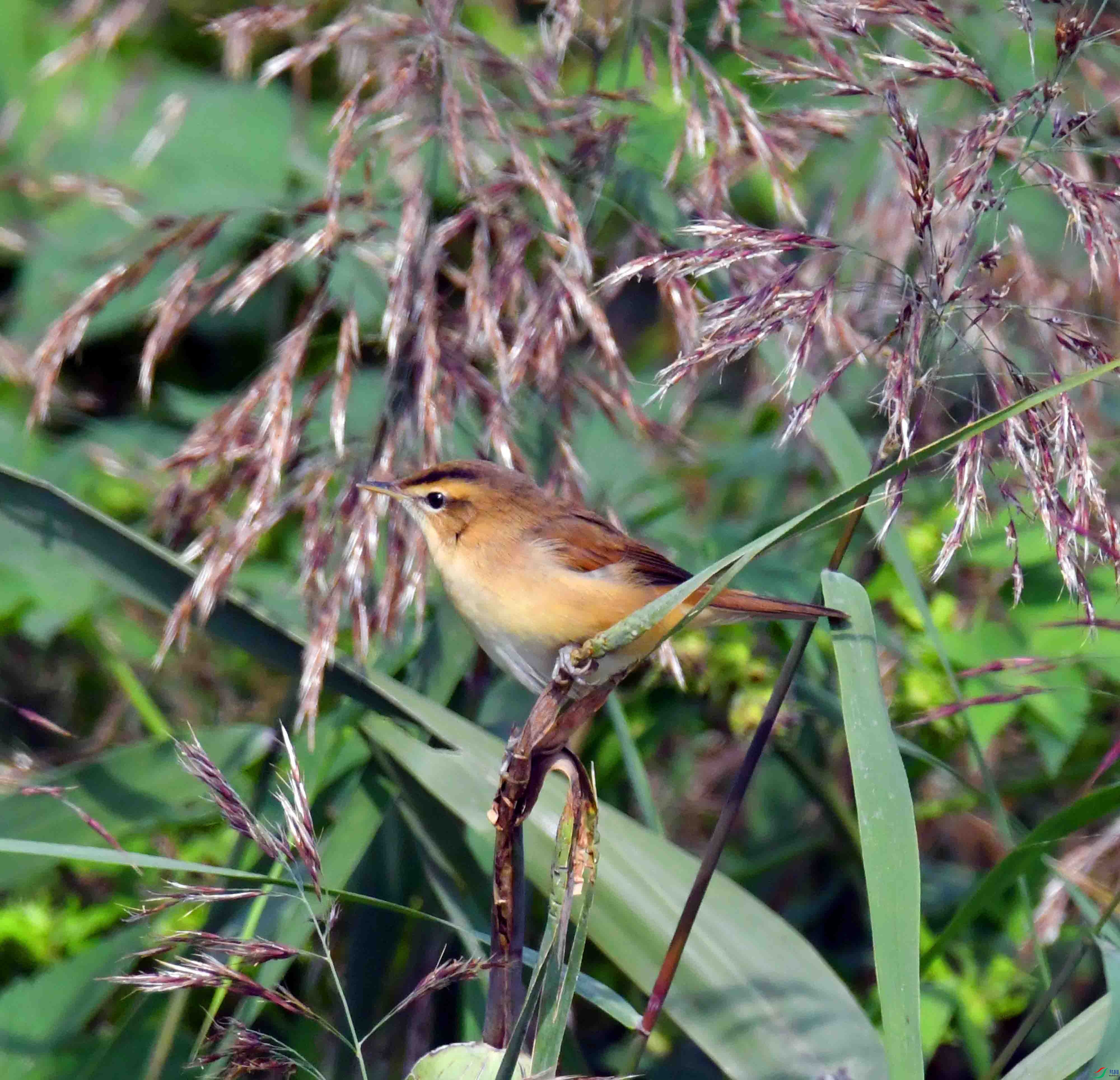 DSC_6735.JPG