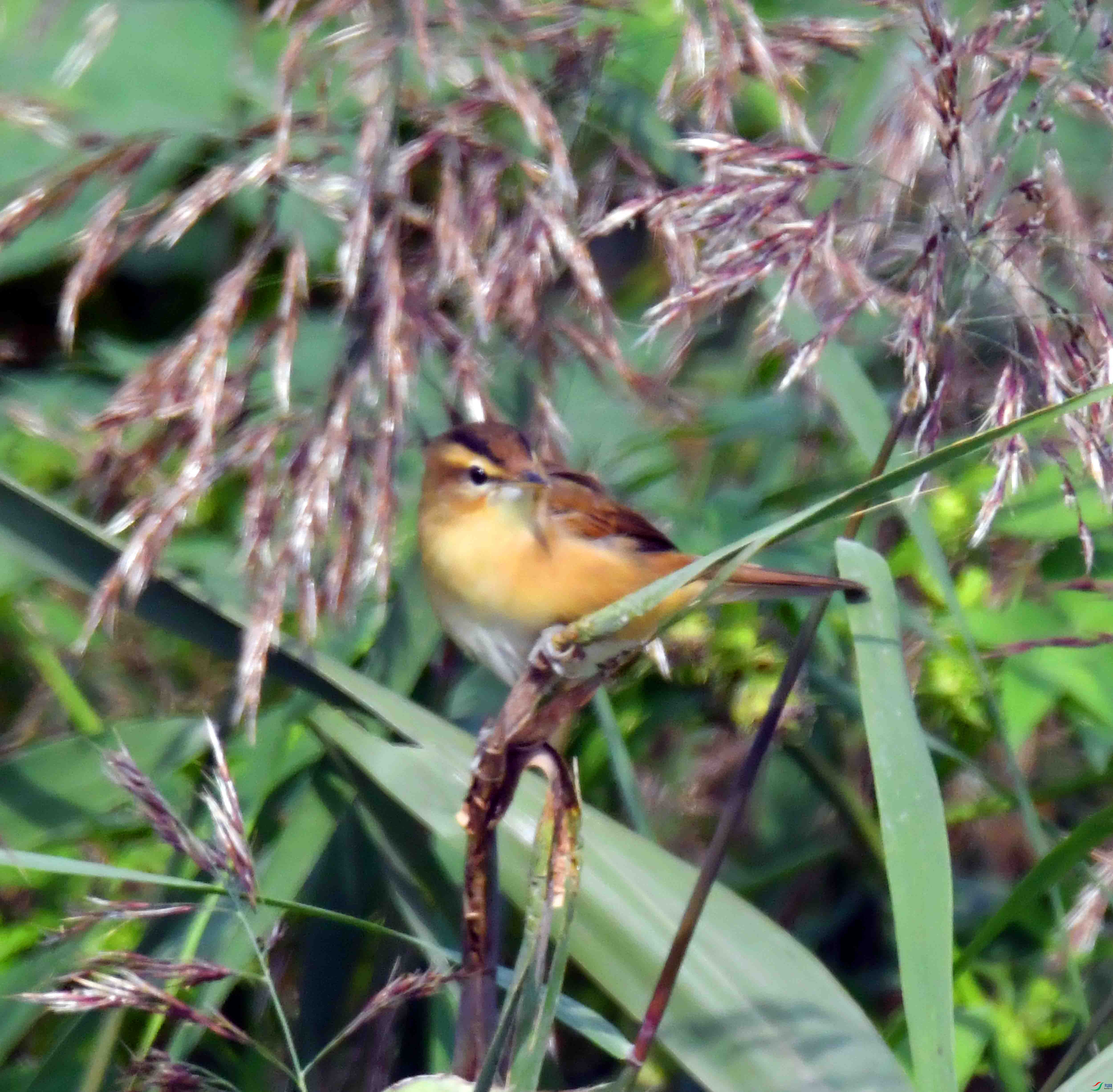 DSC_6732.JPG