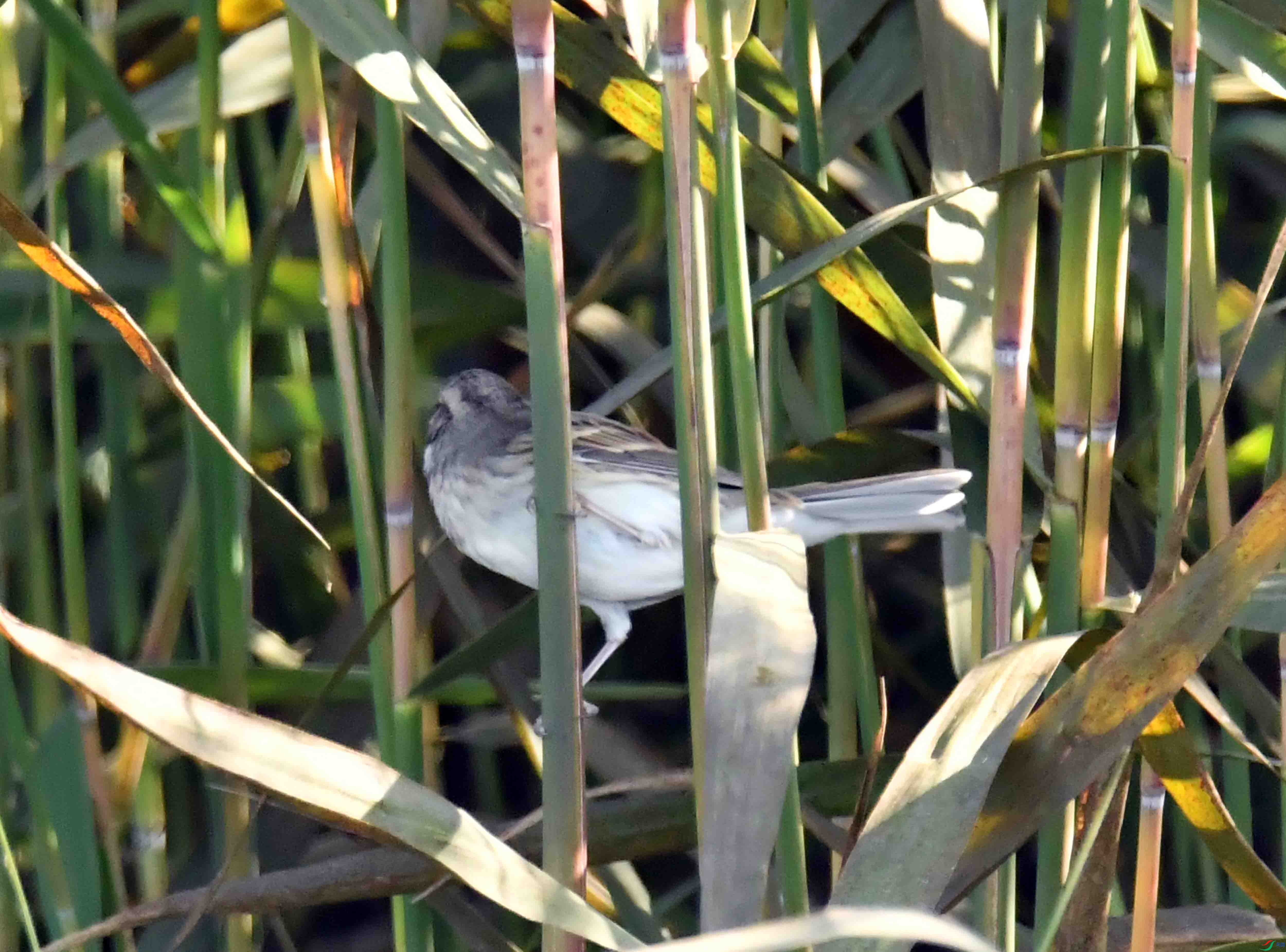DSC_8462.JPG