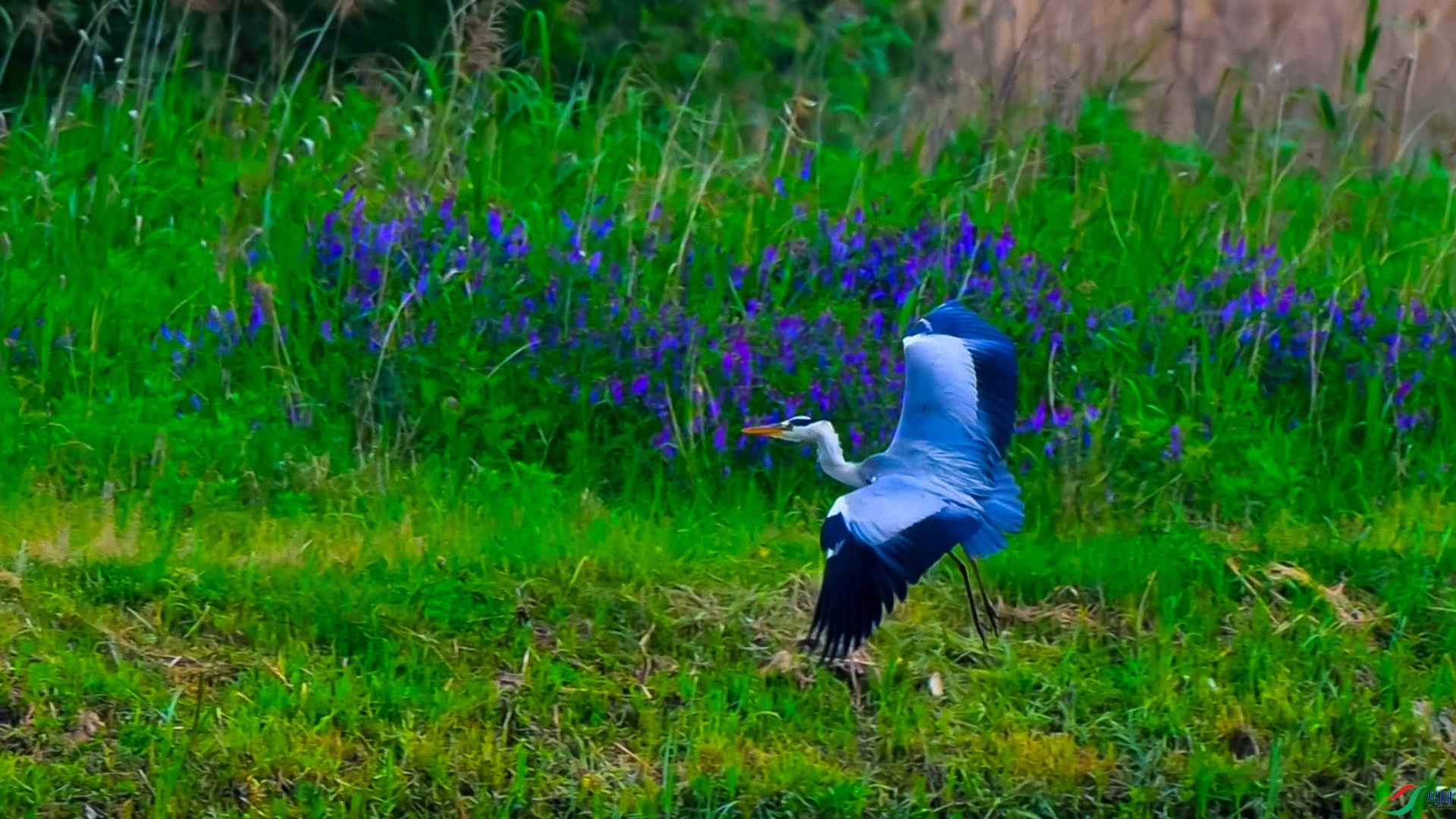 ����Ϊ��ʵս-���� ����.jpg