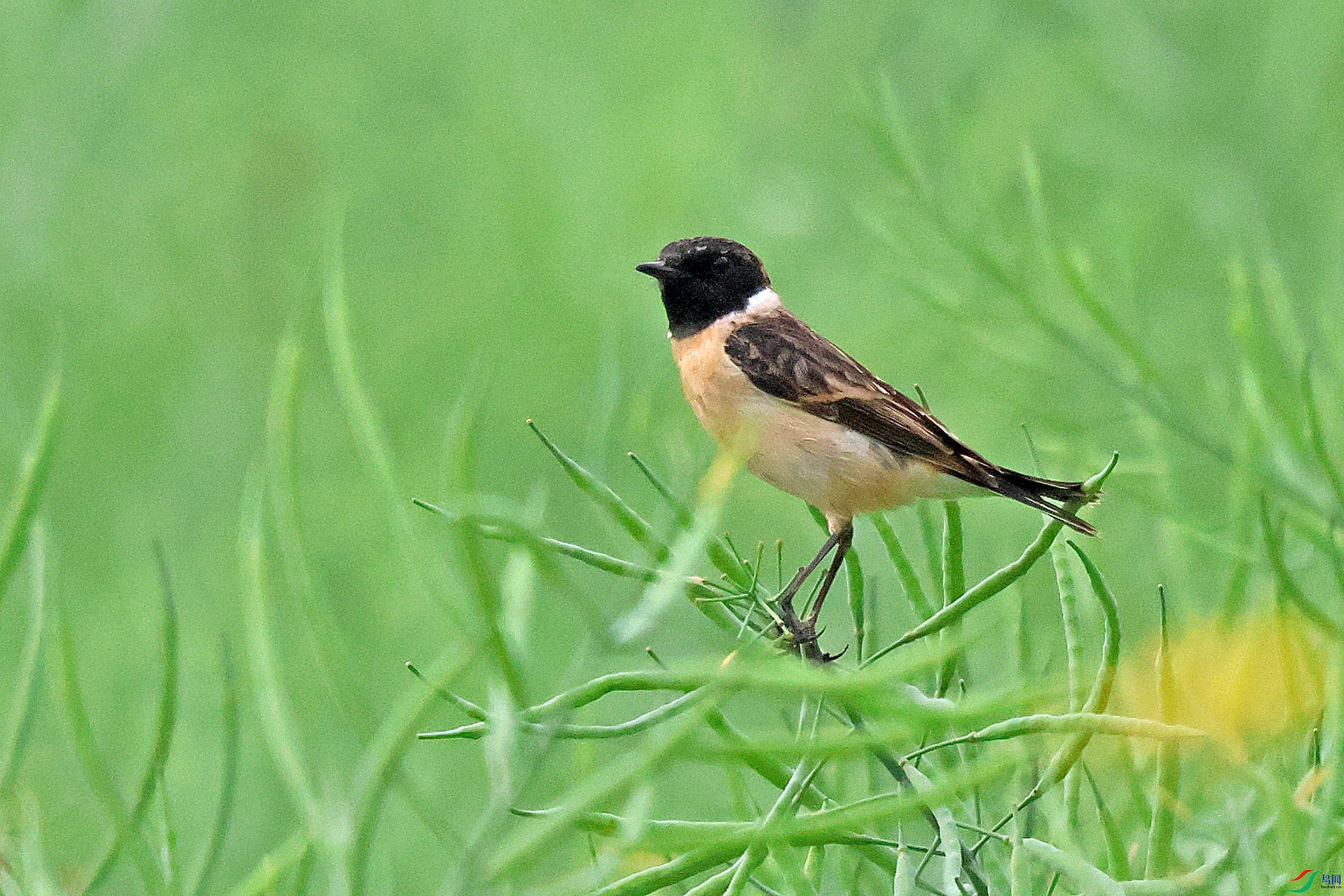 2G9A0091.JPG