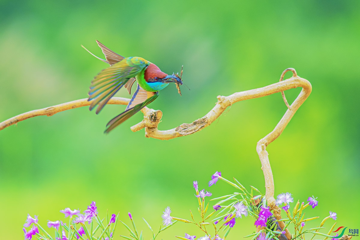 DSC_6483-����ǿ.jpg