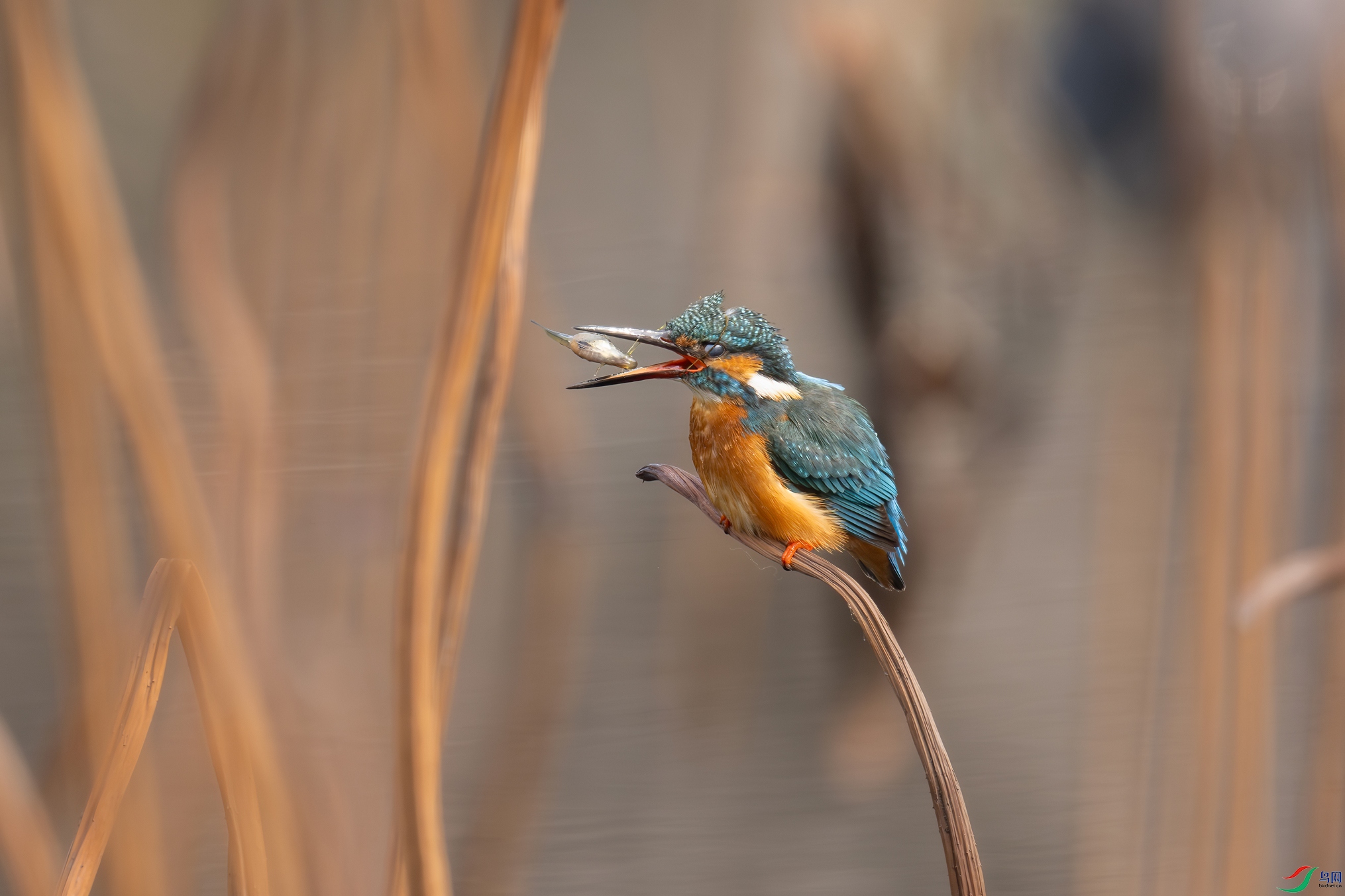 DSC_9322.jpg