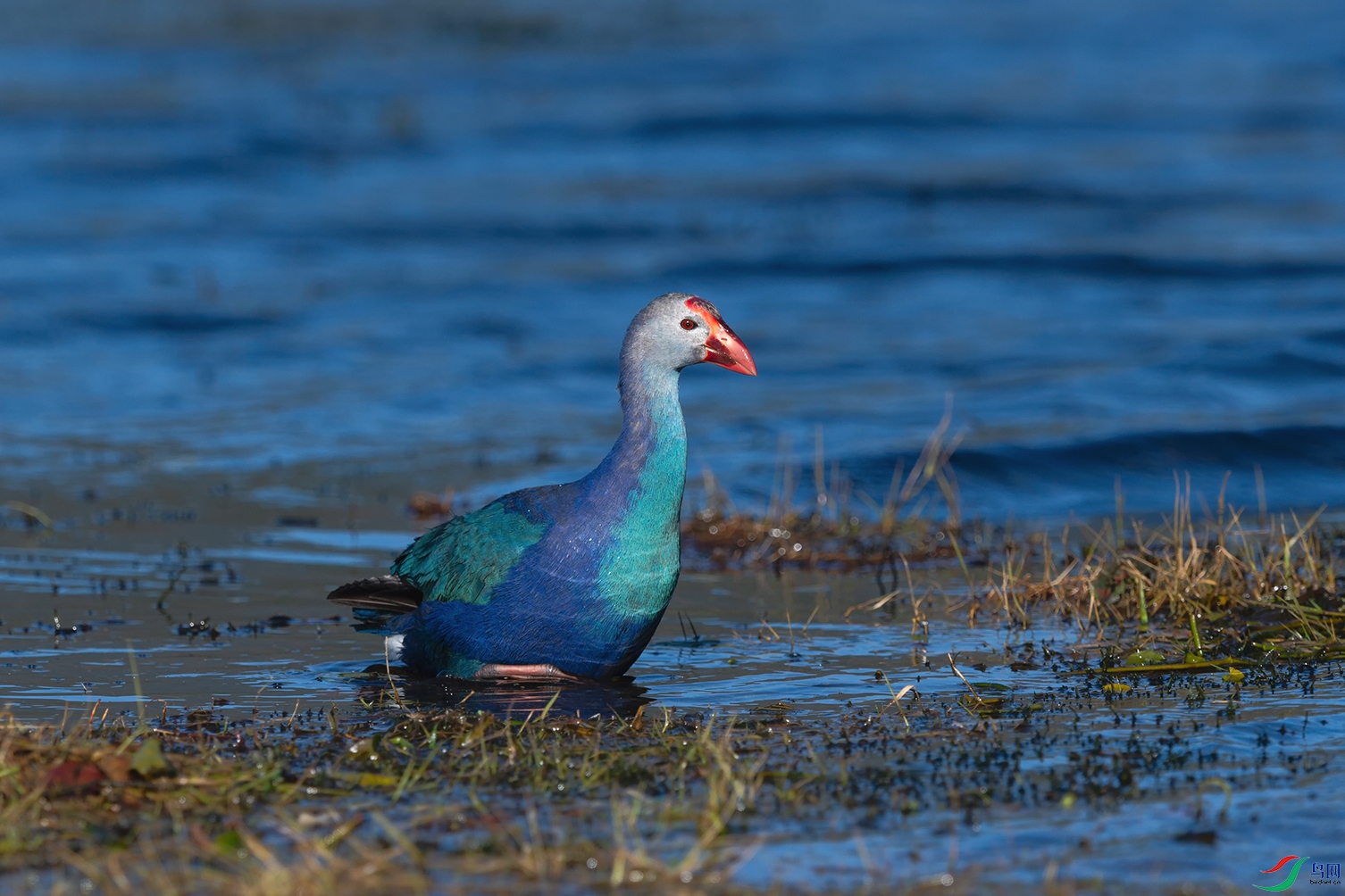 DSC_8774_DxOa.jpg