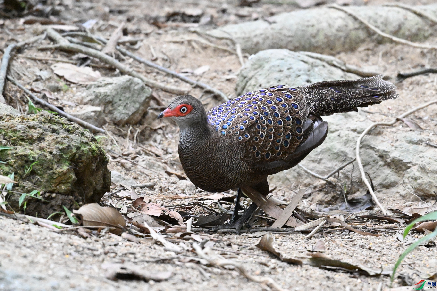 DSC_7606.JPG