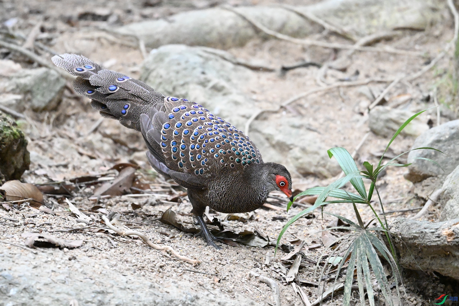 DSC_7635.JPG