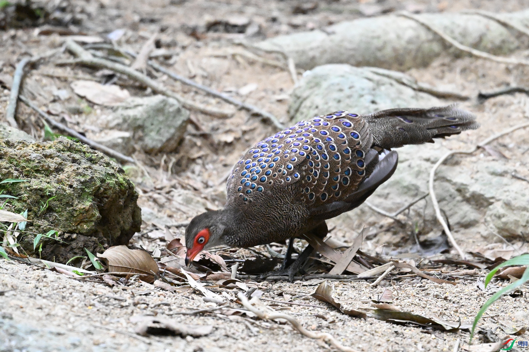 DSC_7608.JPG
