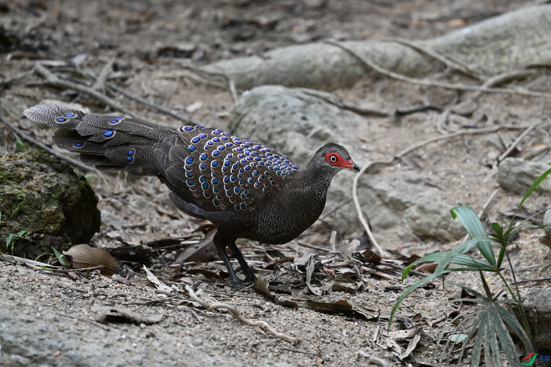DSC_7631.JPG