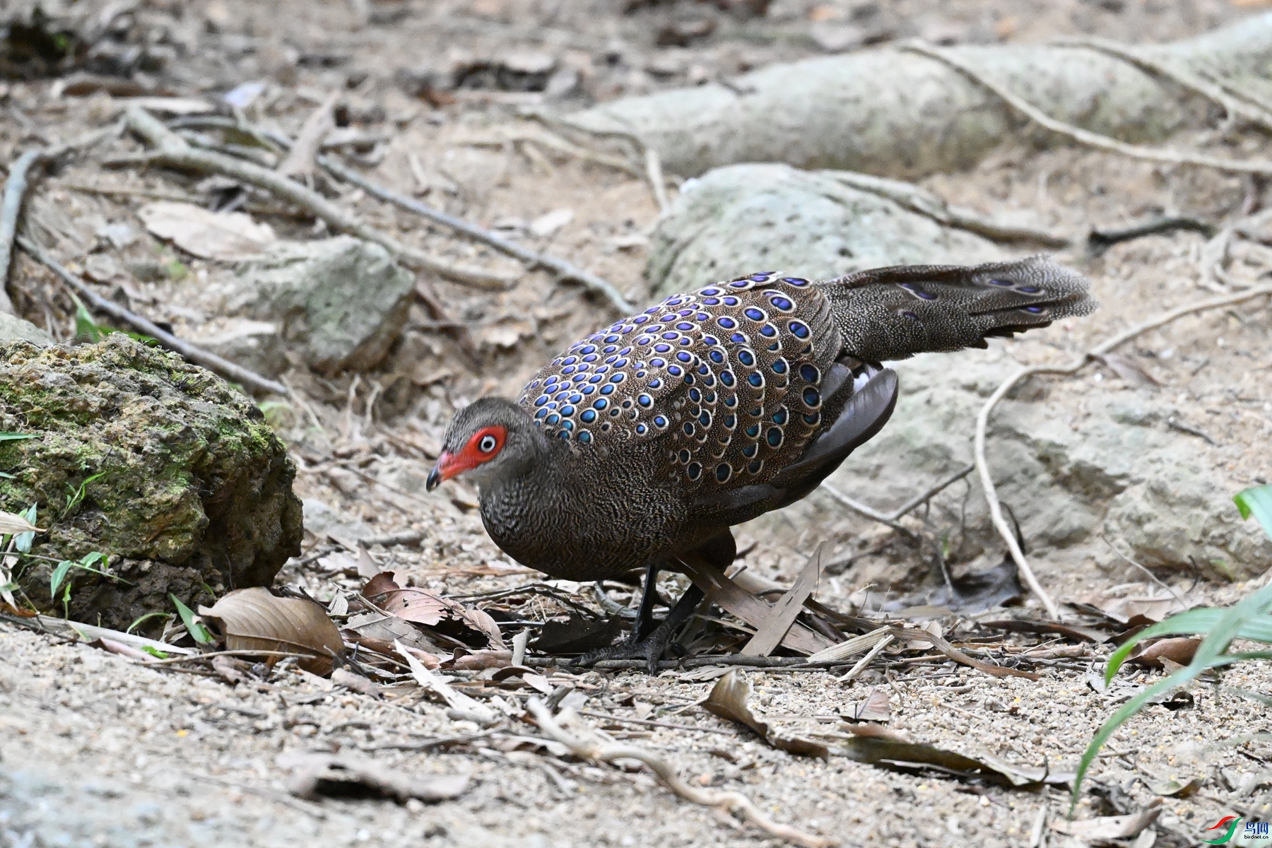 DSC_7609.JPG