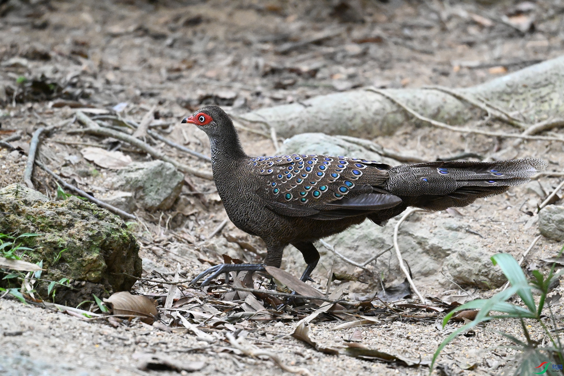 DSC_7615.JPG