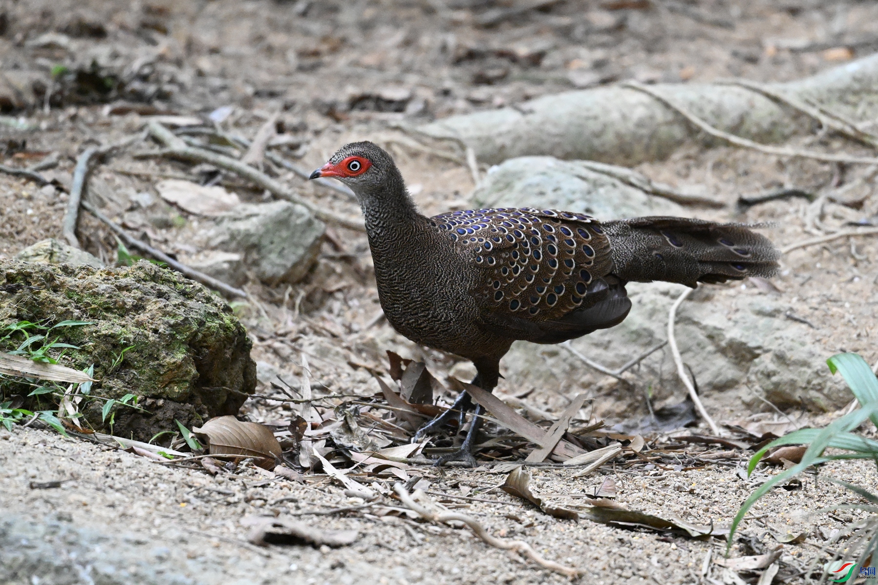 DSC_7611.JPG