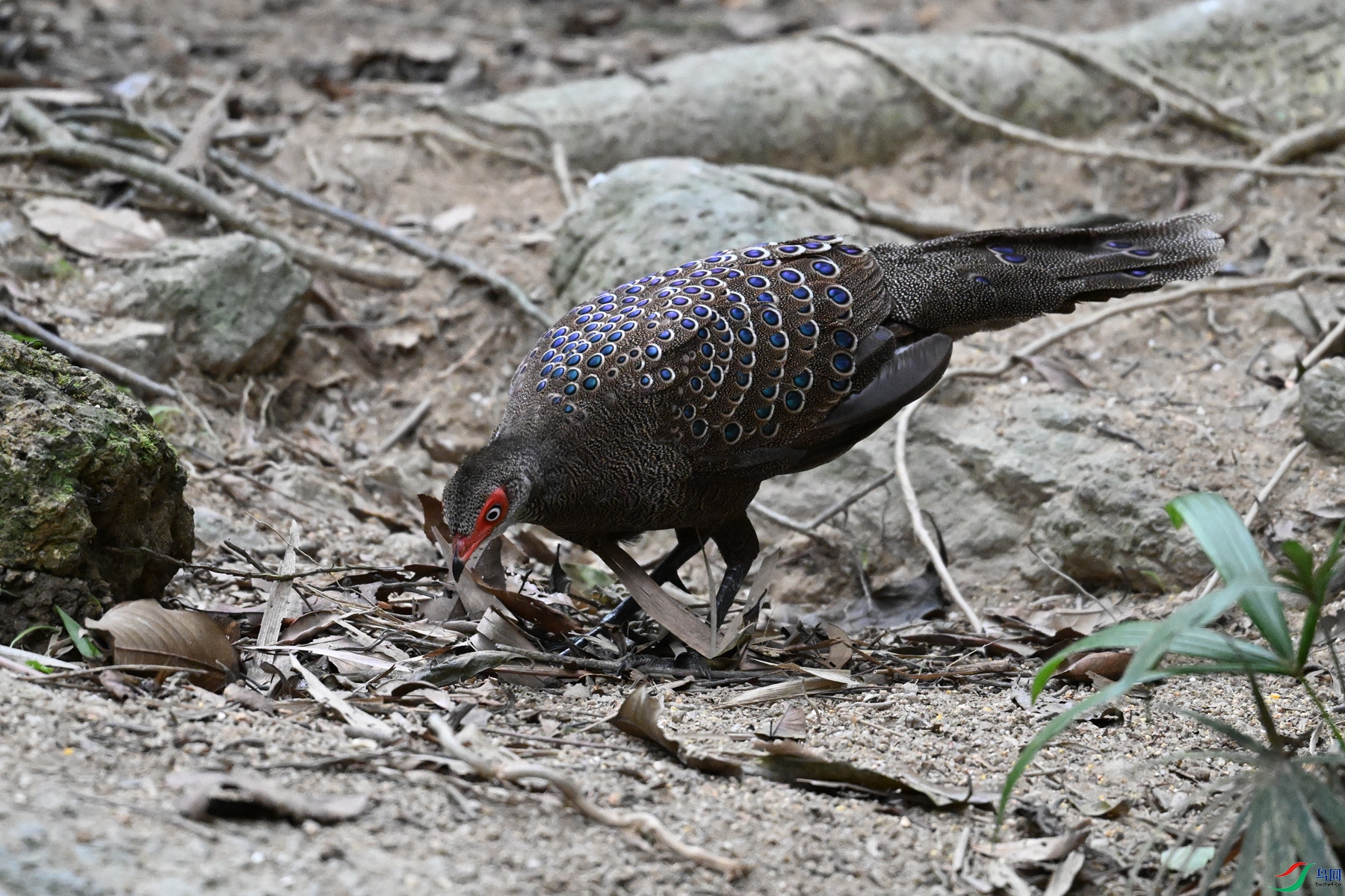 DSC_7612.JPG