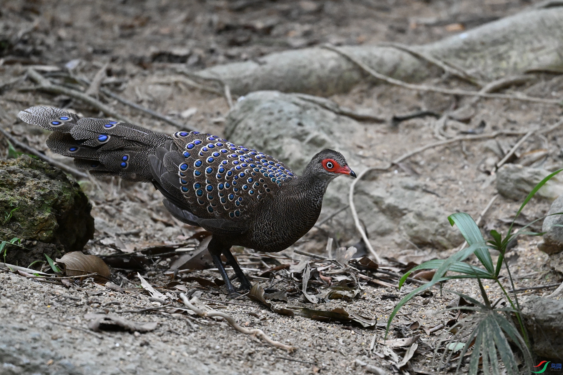 DSC_7630.JPG