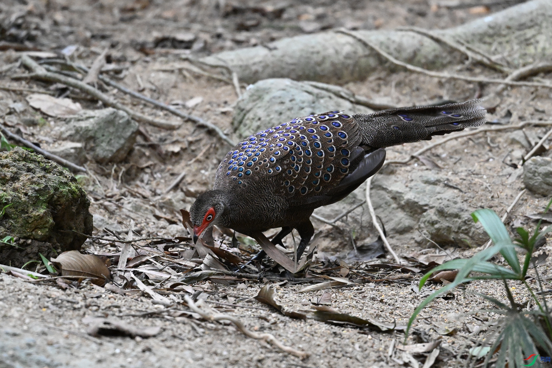 DSC_7613.JPG