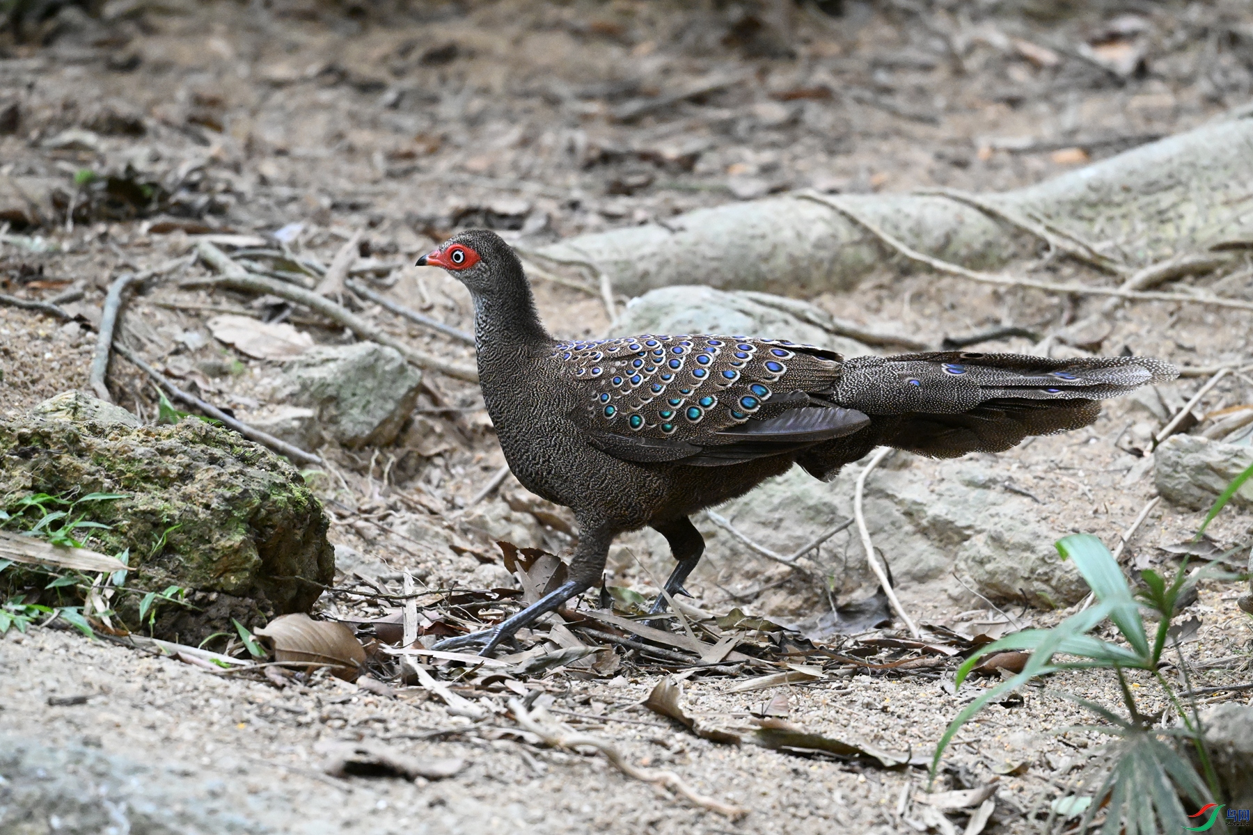 DSC_7616.JPG