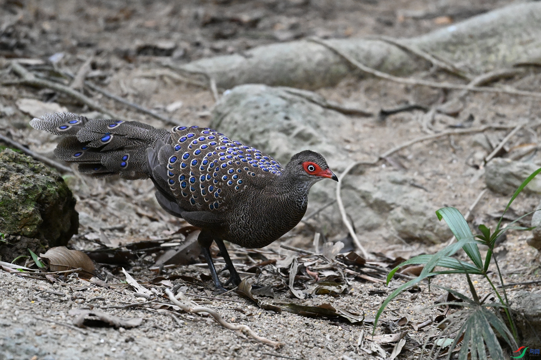 DSC_7632.JPG
