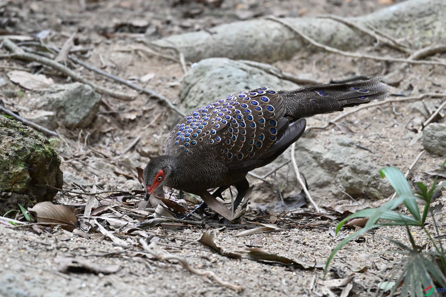 DSC_7614.JPG