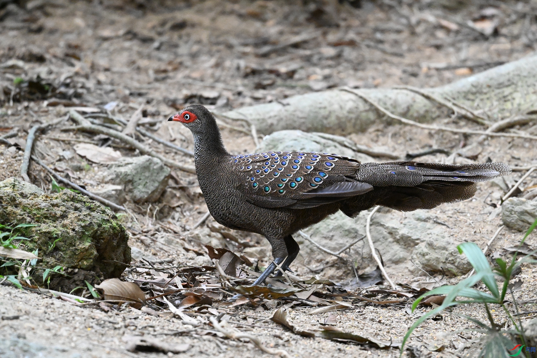 DSC_7617.JPG