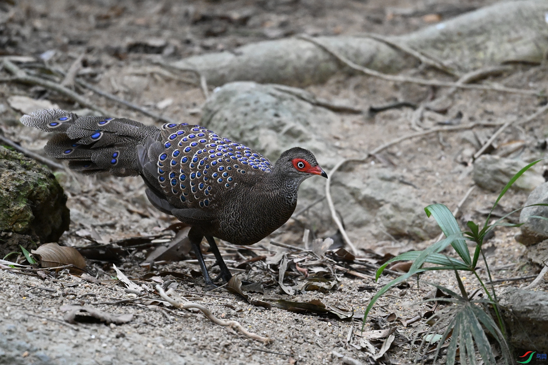 DSC_7633.JPG