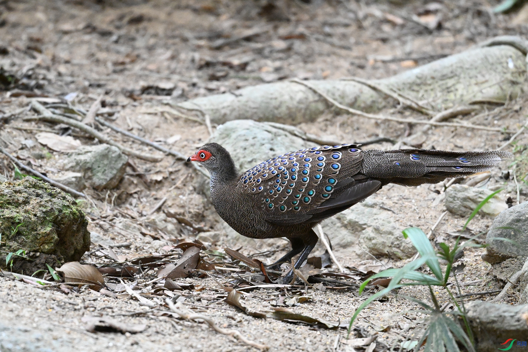 DSC_7618.JPG
