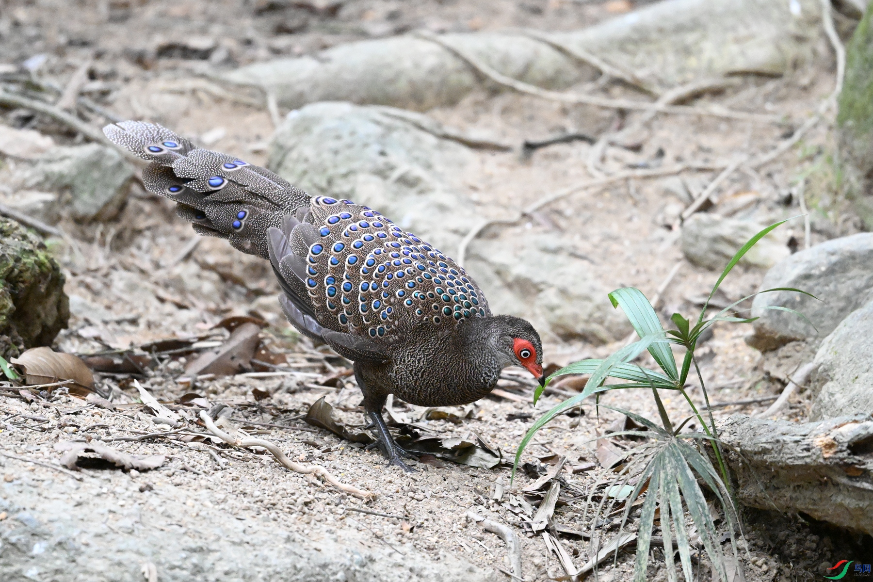 DSC_7636.JPG