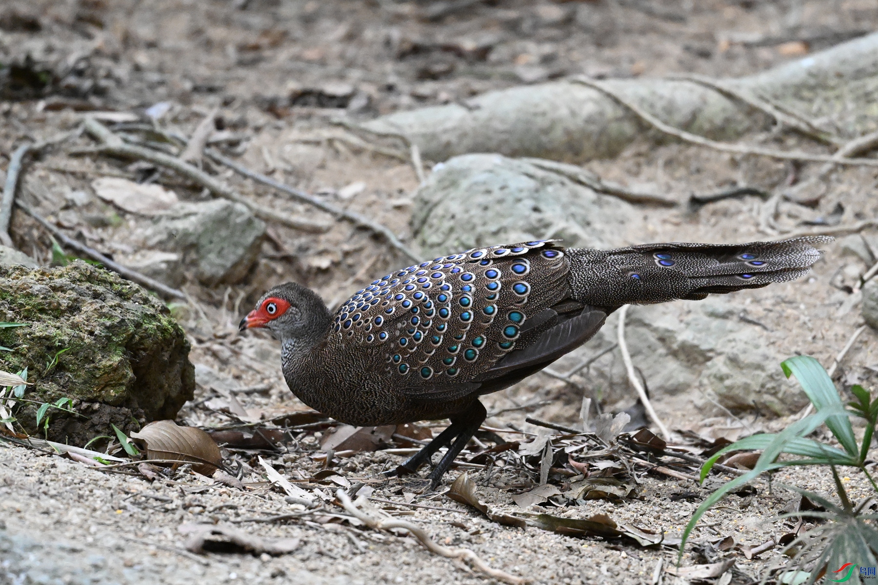 DSC_7627.JPG