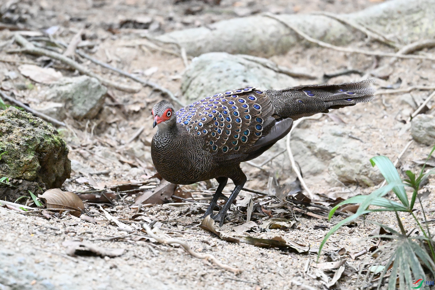DSC_7621.JPG