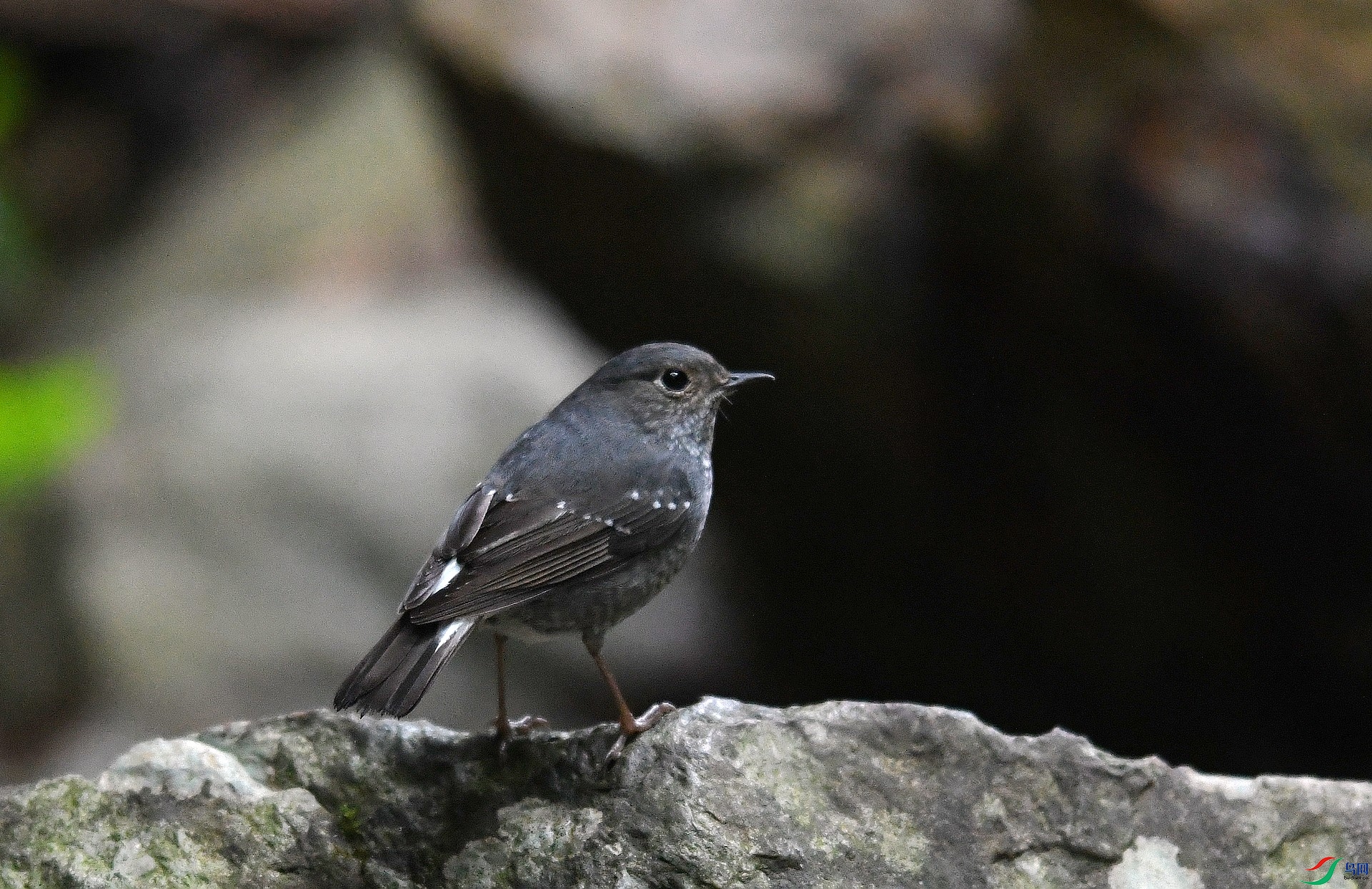 DSC_1162.jpg