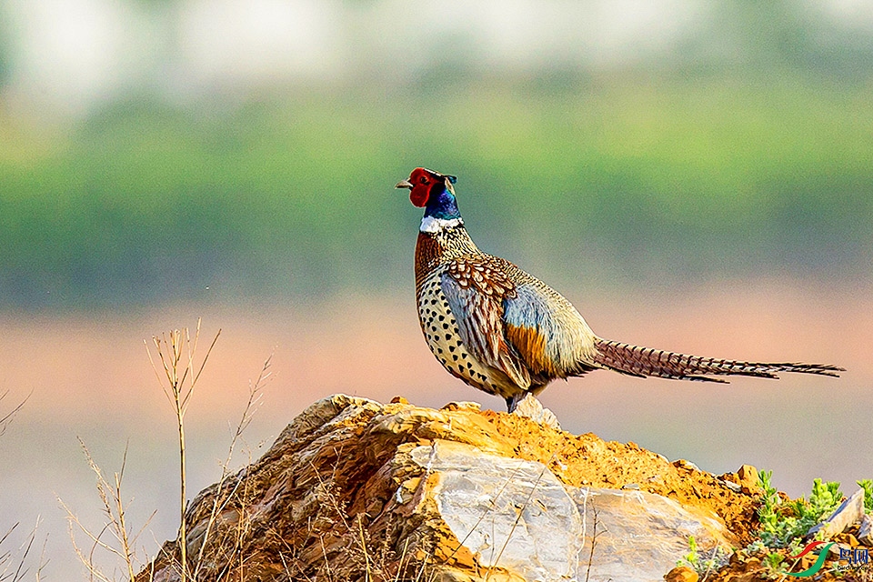 _MG_0990 ����.jpg