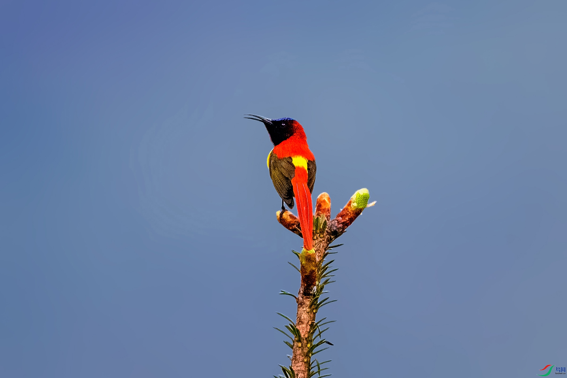 _AUU4539 ��β̫����(25.6.12).jpg