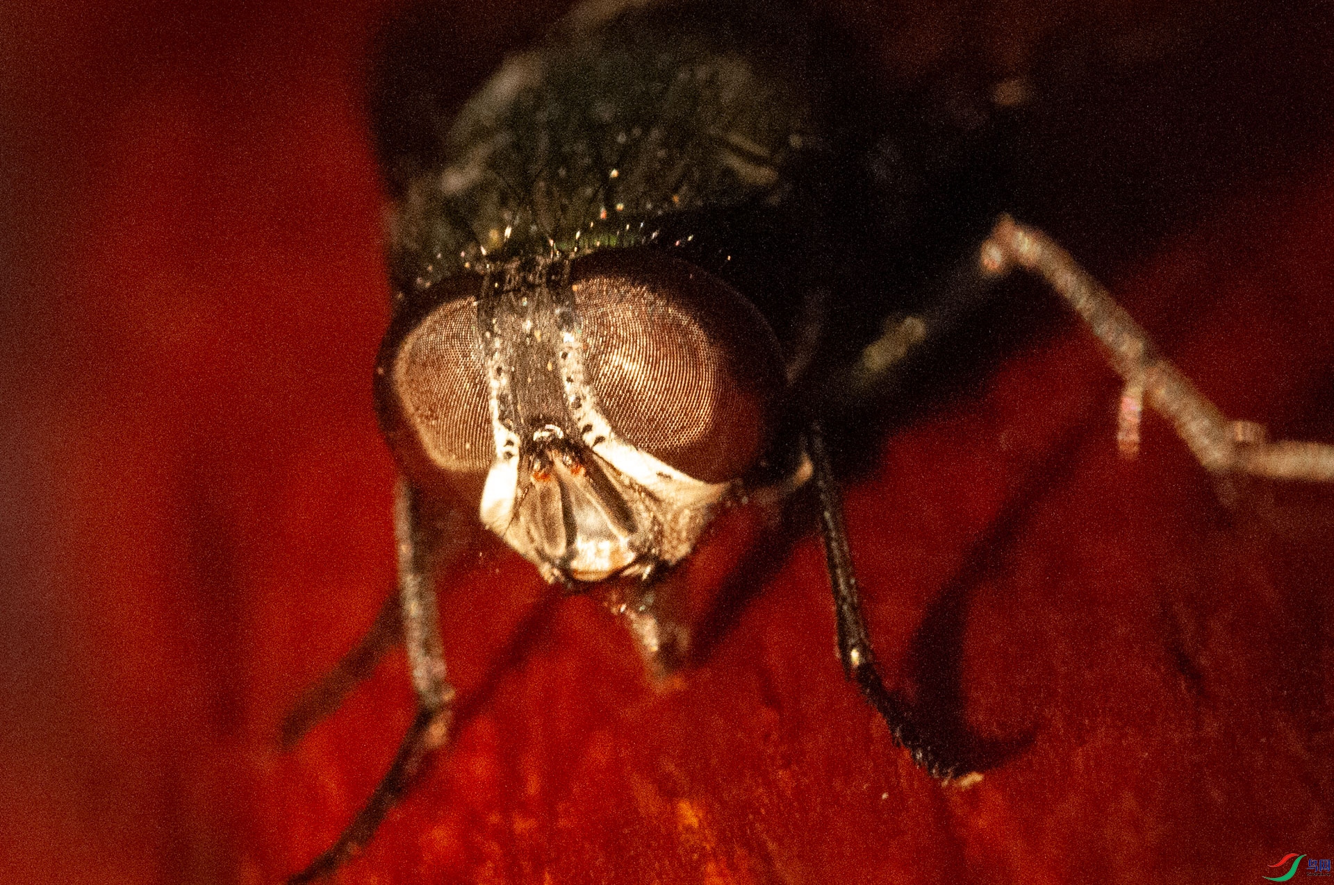 DSC_3339.jpg