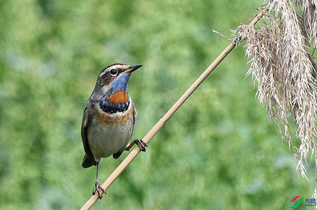 DSC_3437_����.jpg