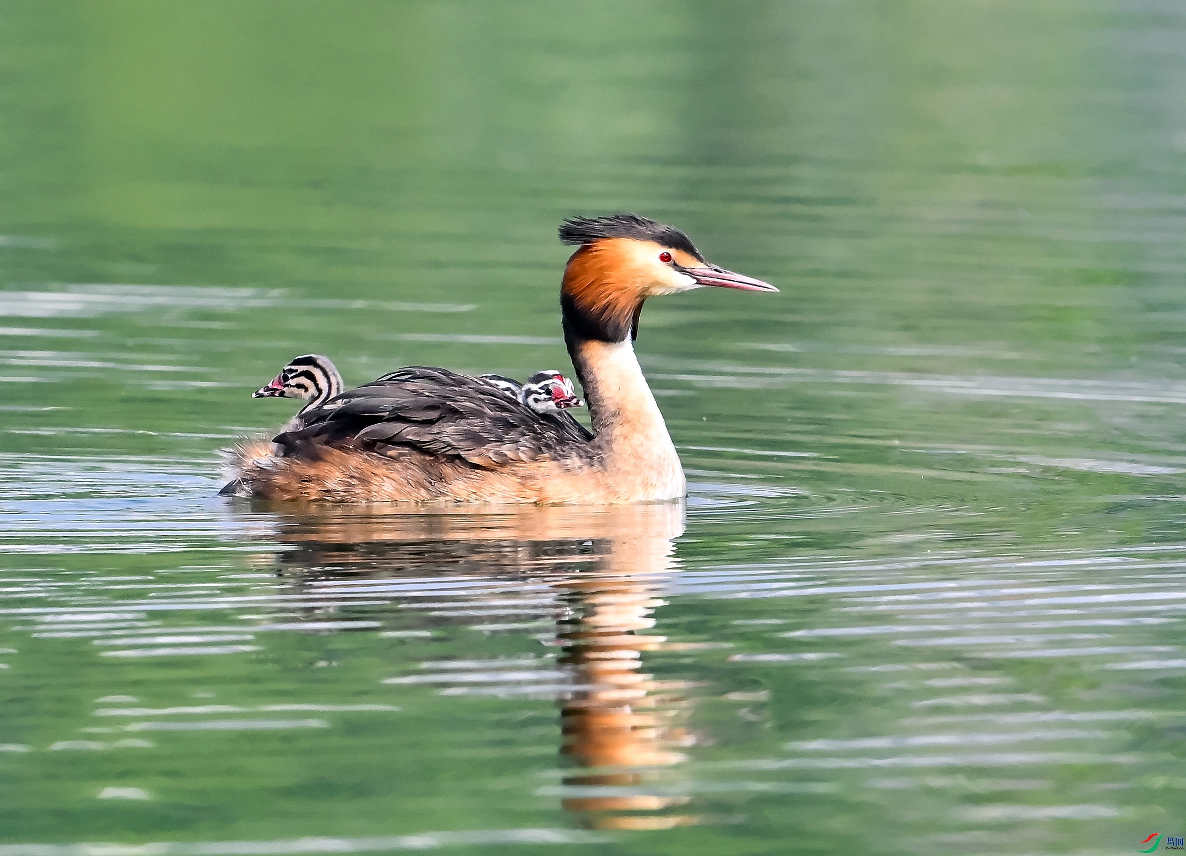 DSC_1308---_conew1.jpg