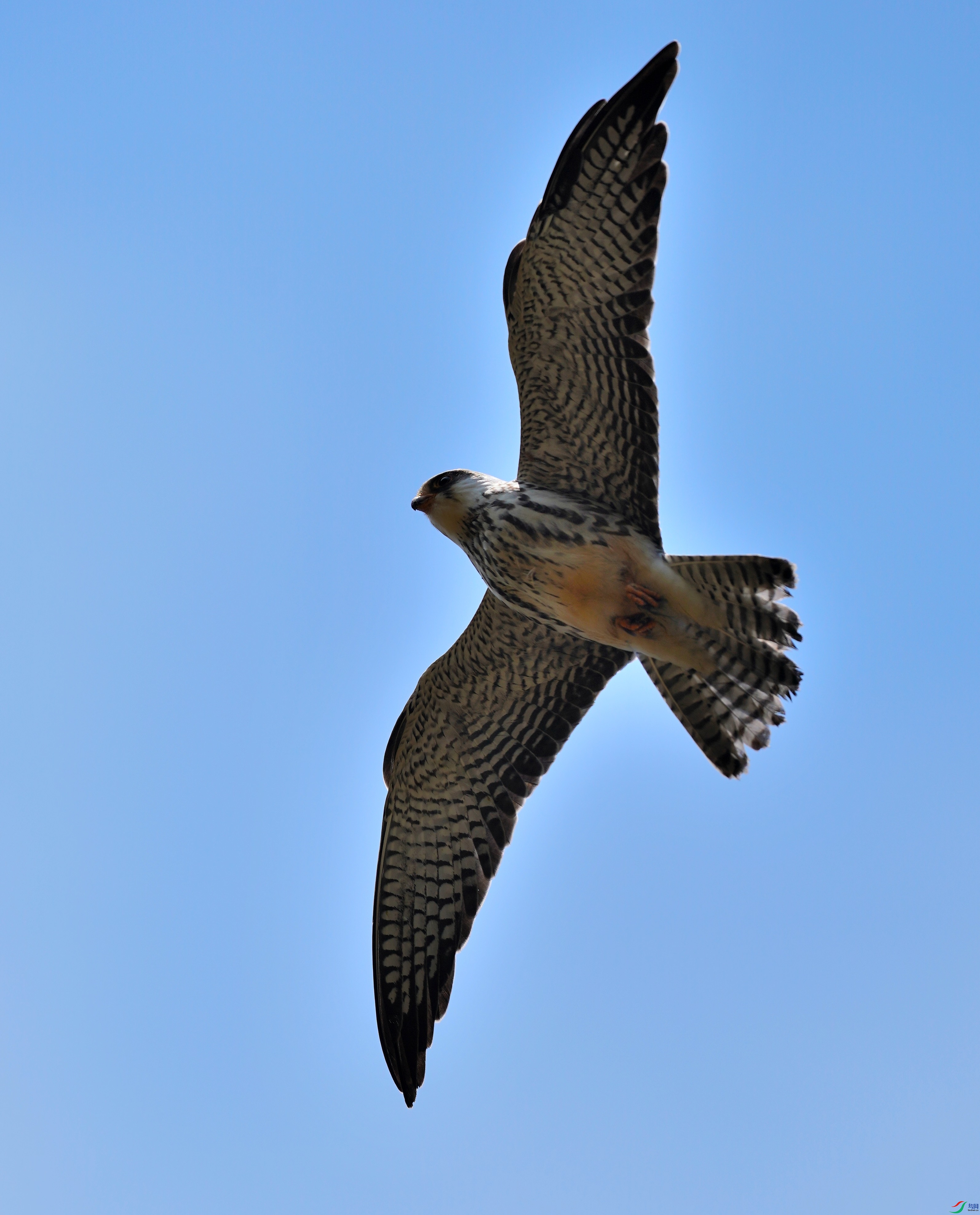 DSC01061-2022-10-201.JPG