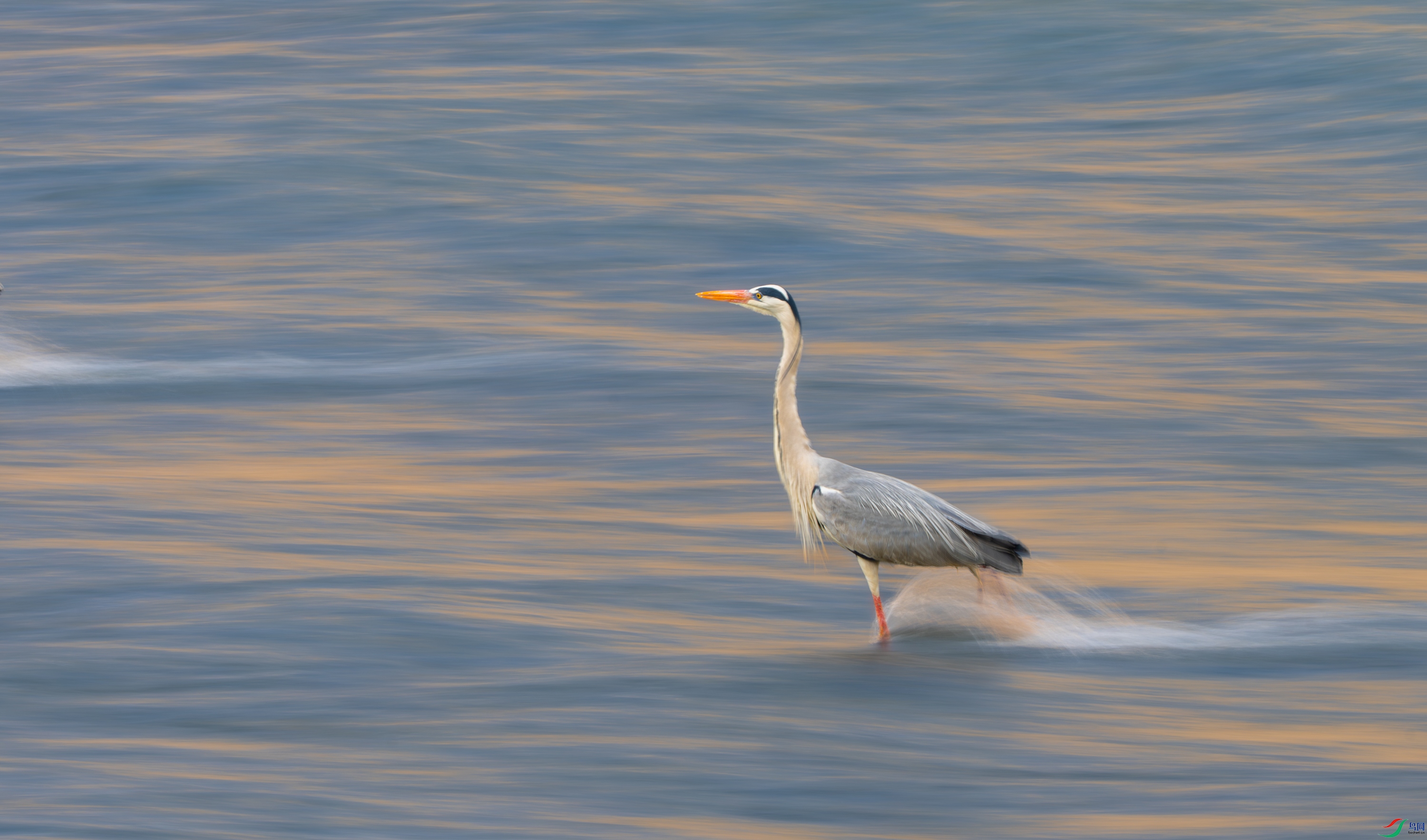 DSC_2981-11.jpg