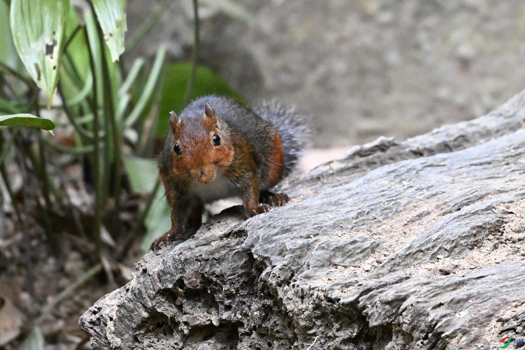 DSC_7637.JPG