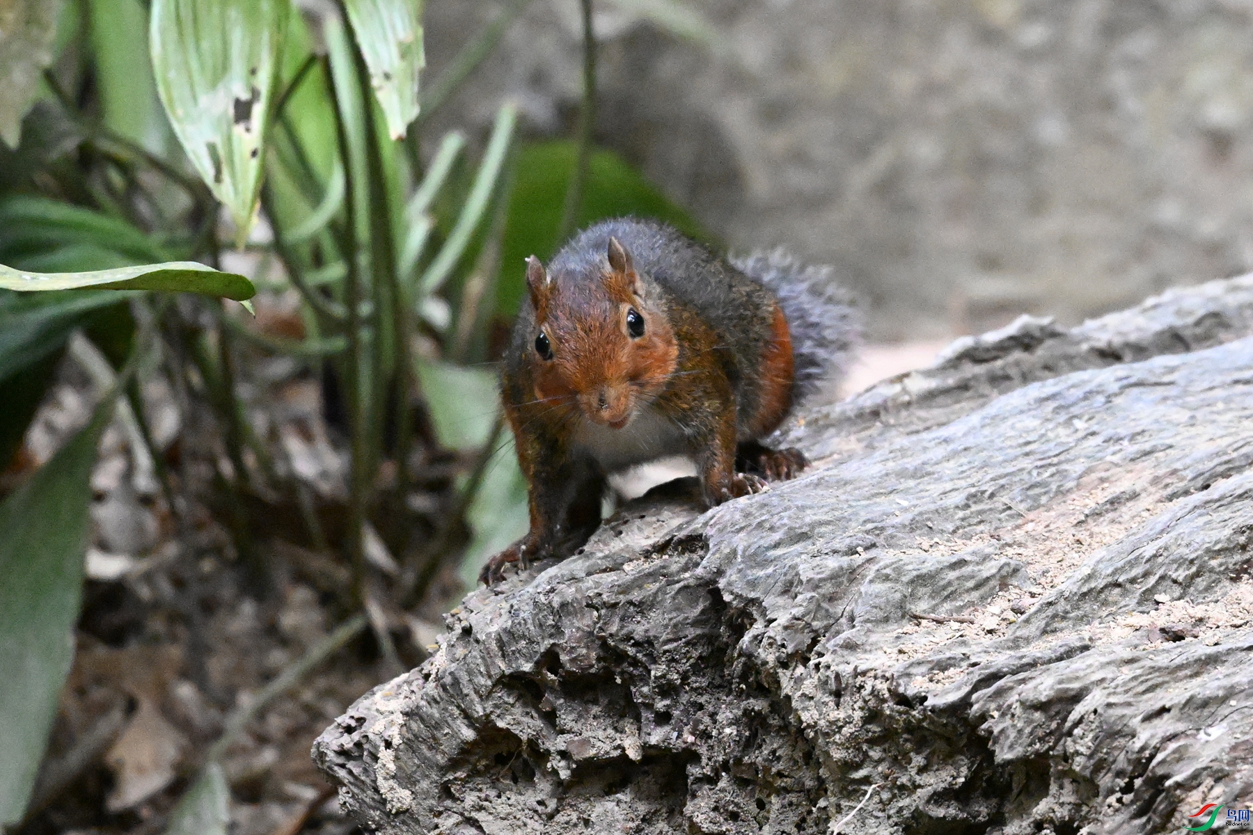 DSC_7638.JPG