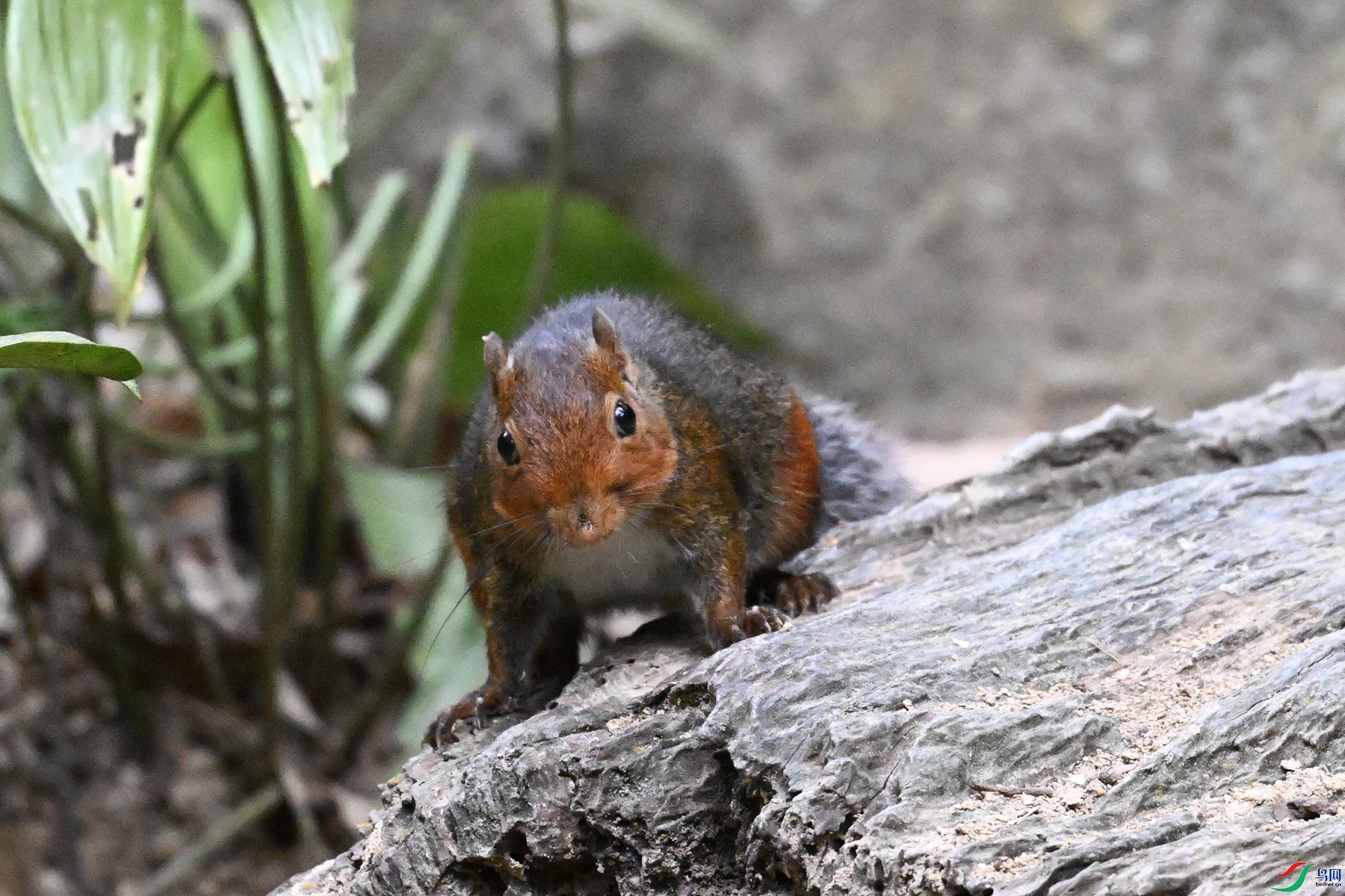 DSC_7639.JPG