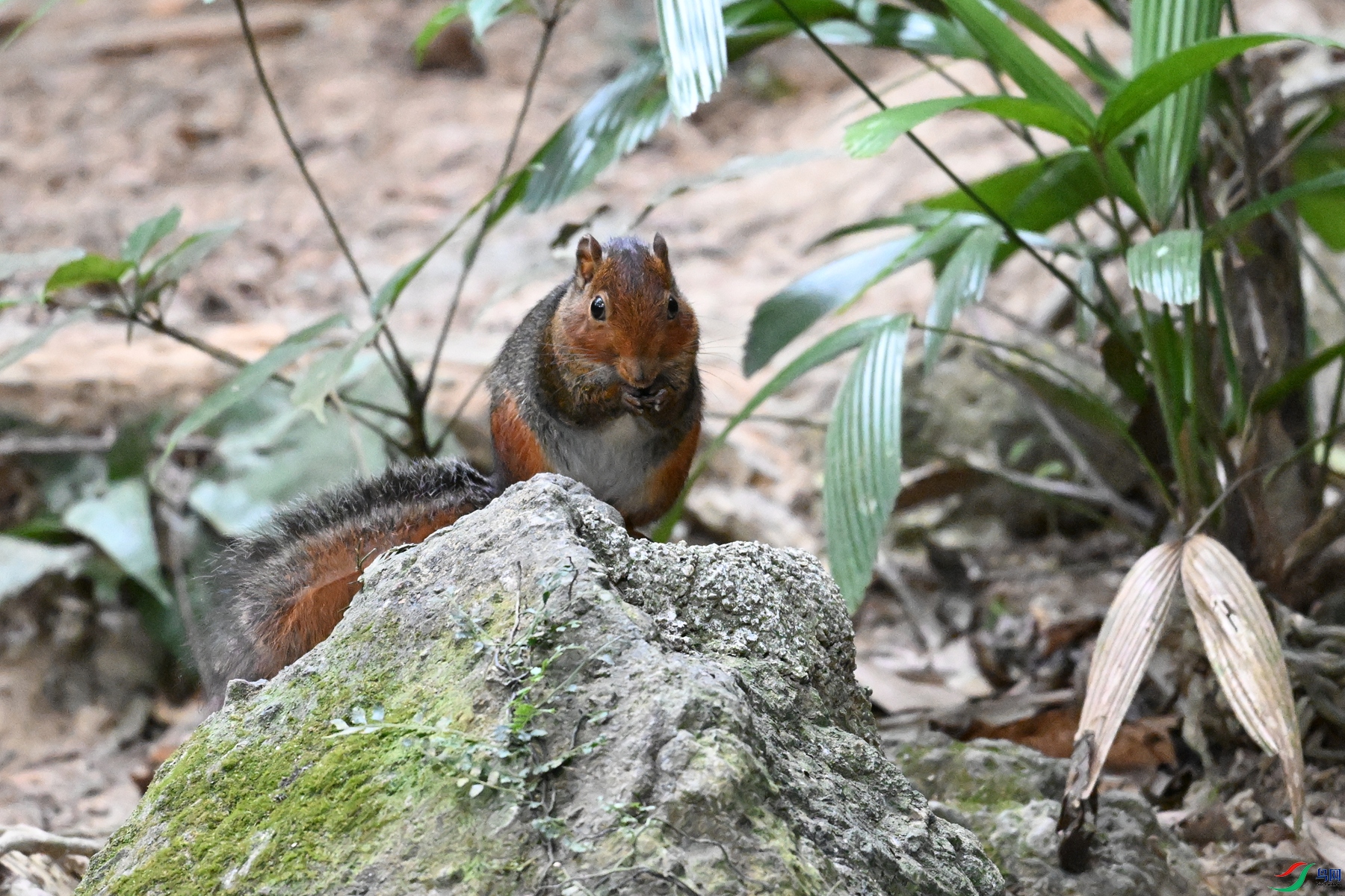 DSC_7575.JPG