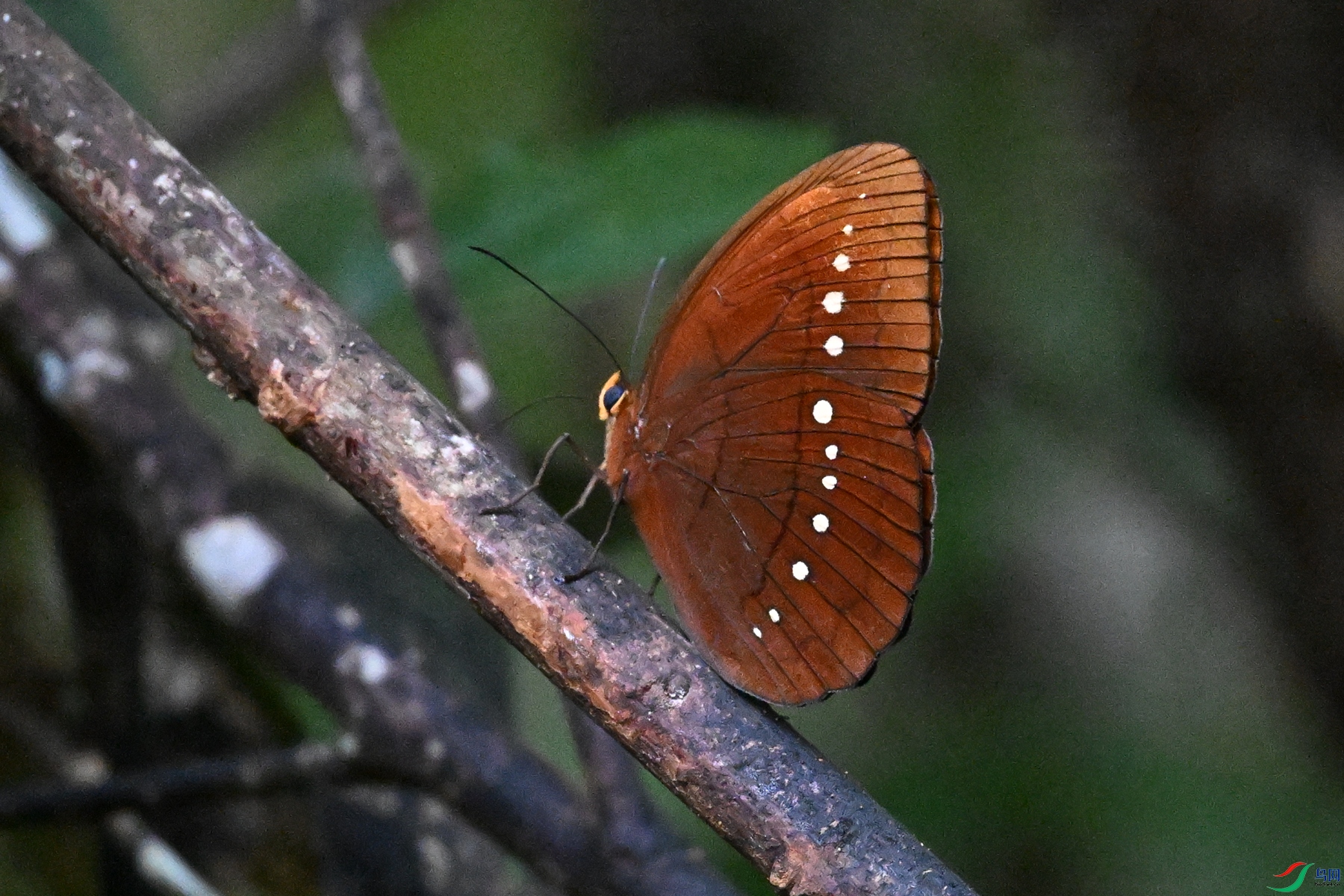 DSC_7451.JPG